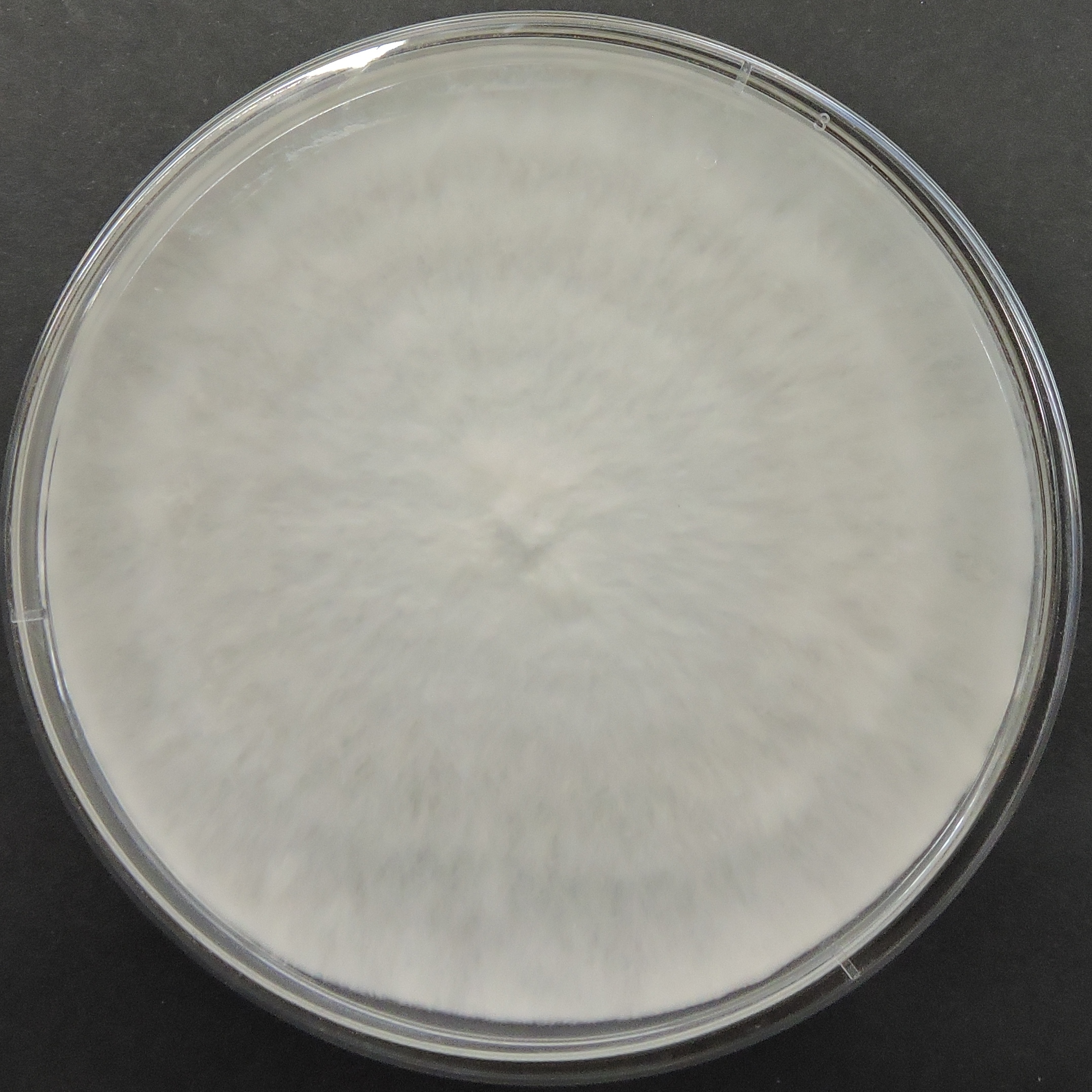 Hypsizygus ulmarius Culture Plate (Elm Oyster Mushroom)