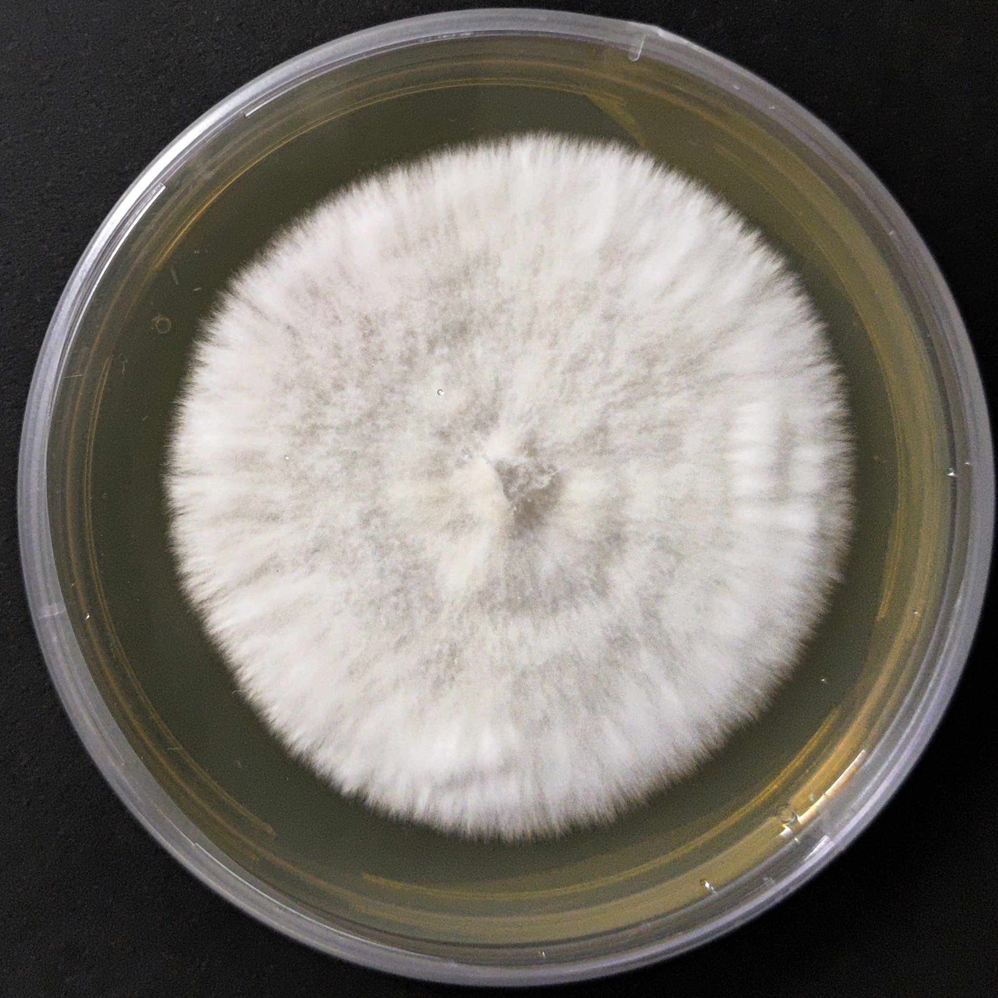 Indian Oyster Mushroom Culture Plate (Pleurotus pulmonarius)