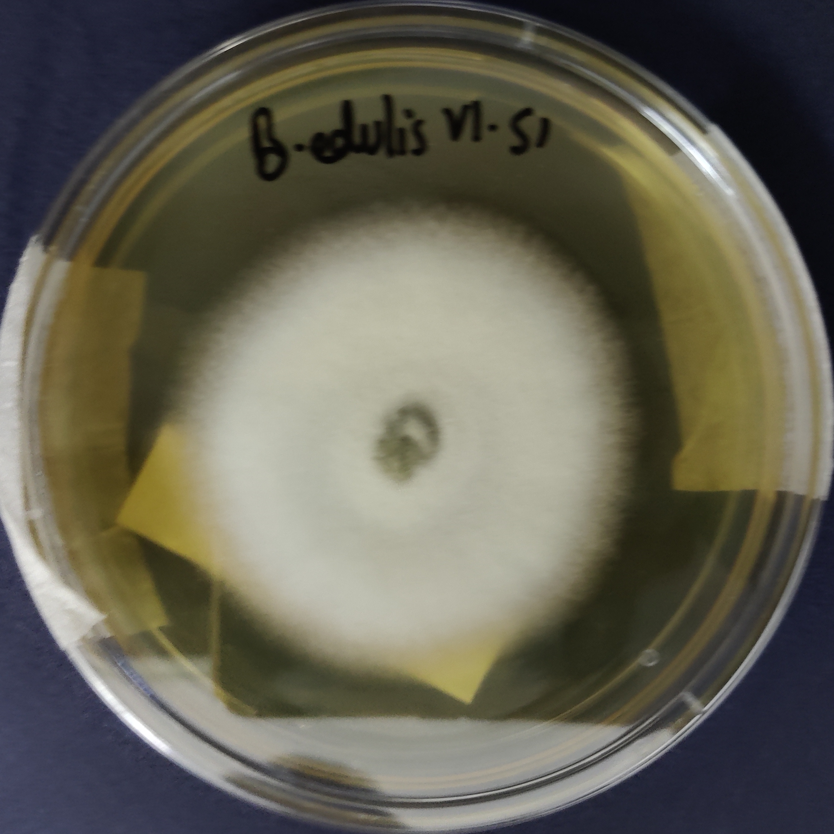 Porcini Mushroom Pure Culture (Boletus edulis)