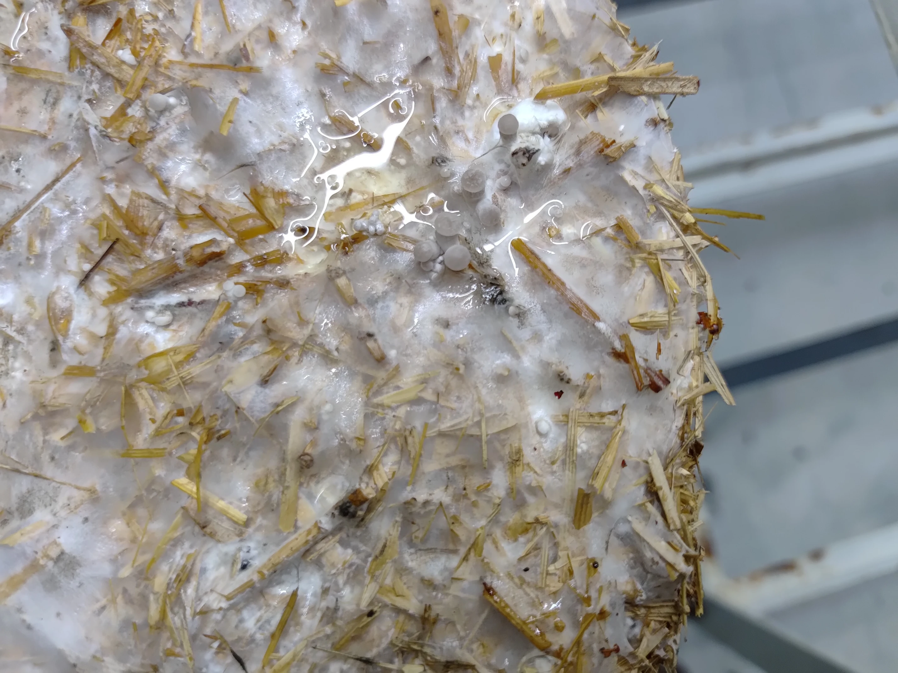 Pearl Oyster mushroom Culture Plate (Pleurotus ostreatus)