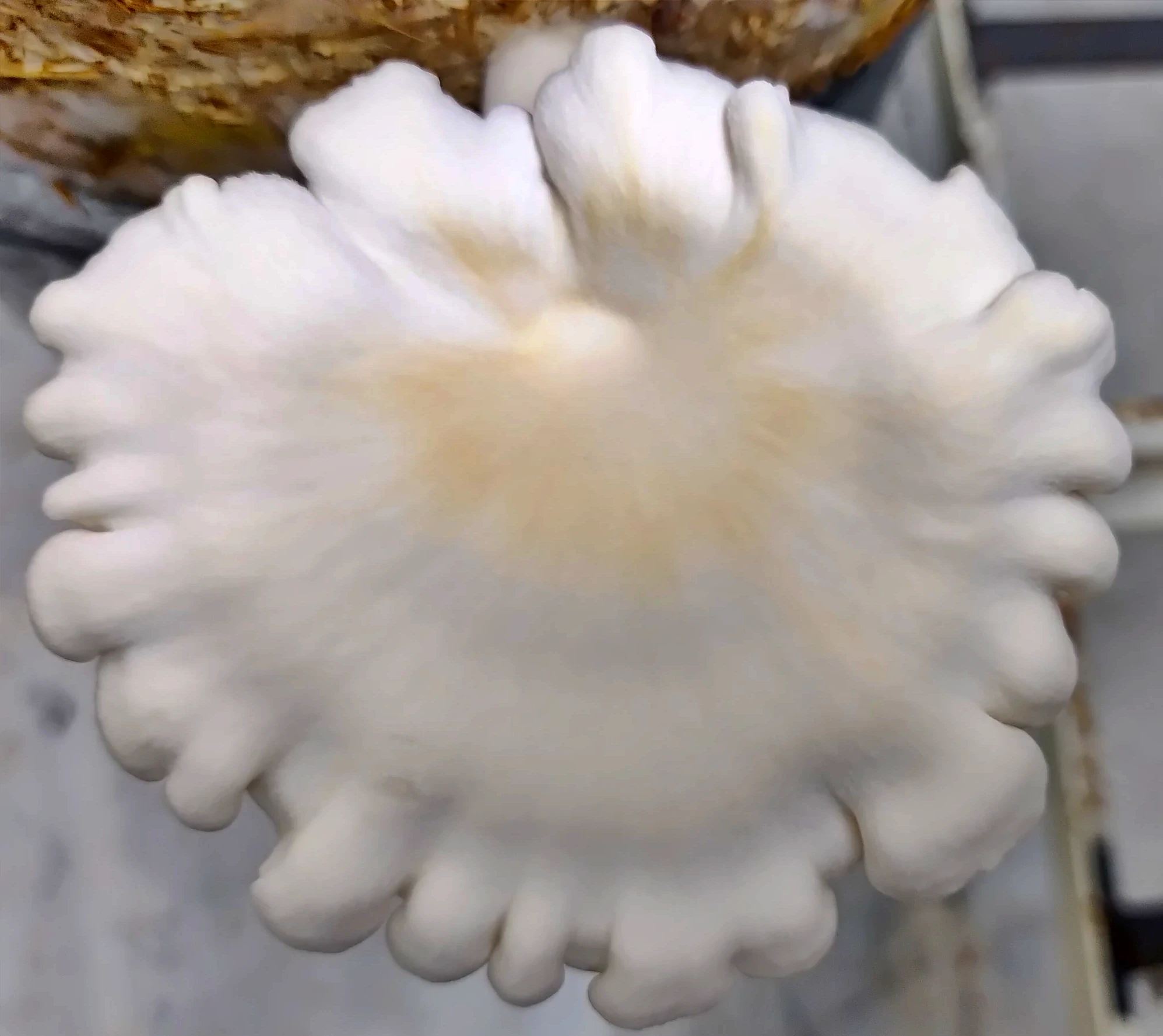 Pearl Oyster mushroom Culture Plate (Pleurotus ostreatus)