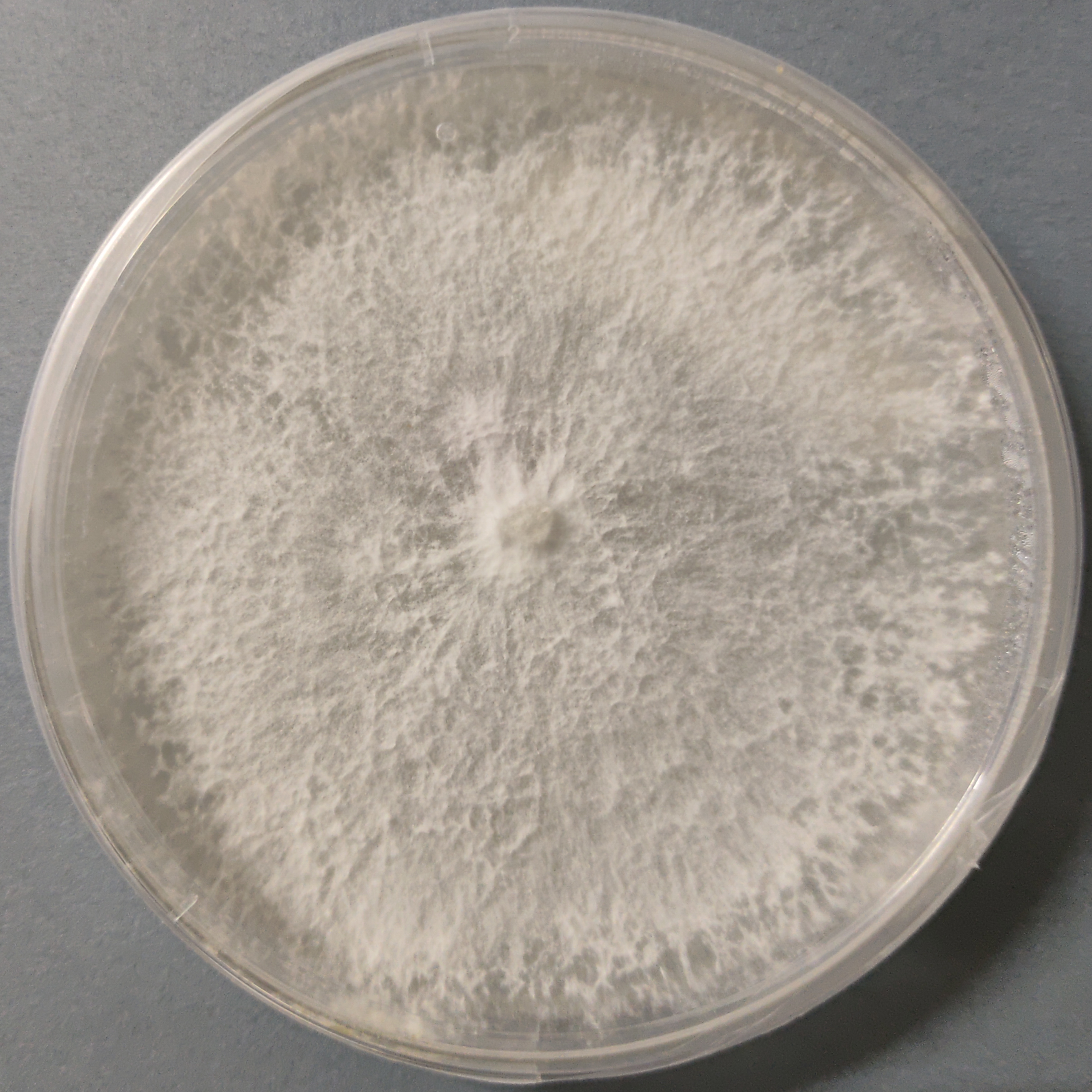 Princess Pearl Oyster mushroom Culture (Pleurotus ostreatus)