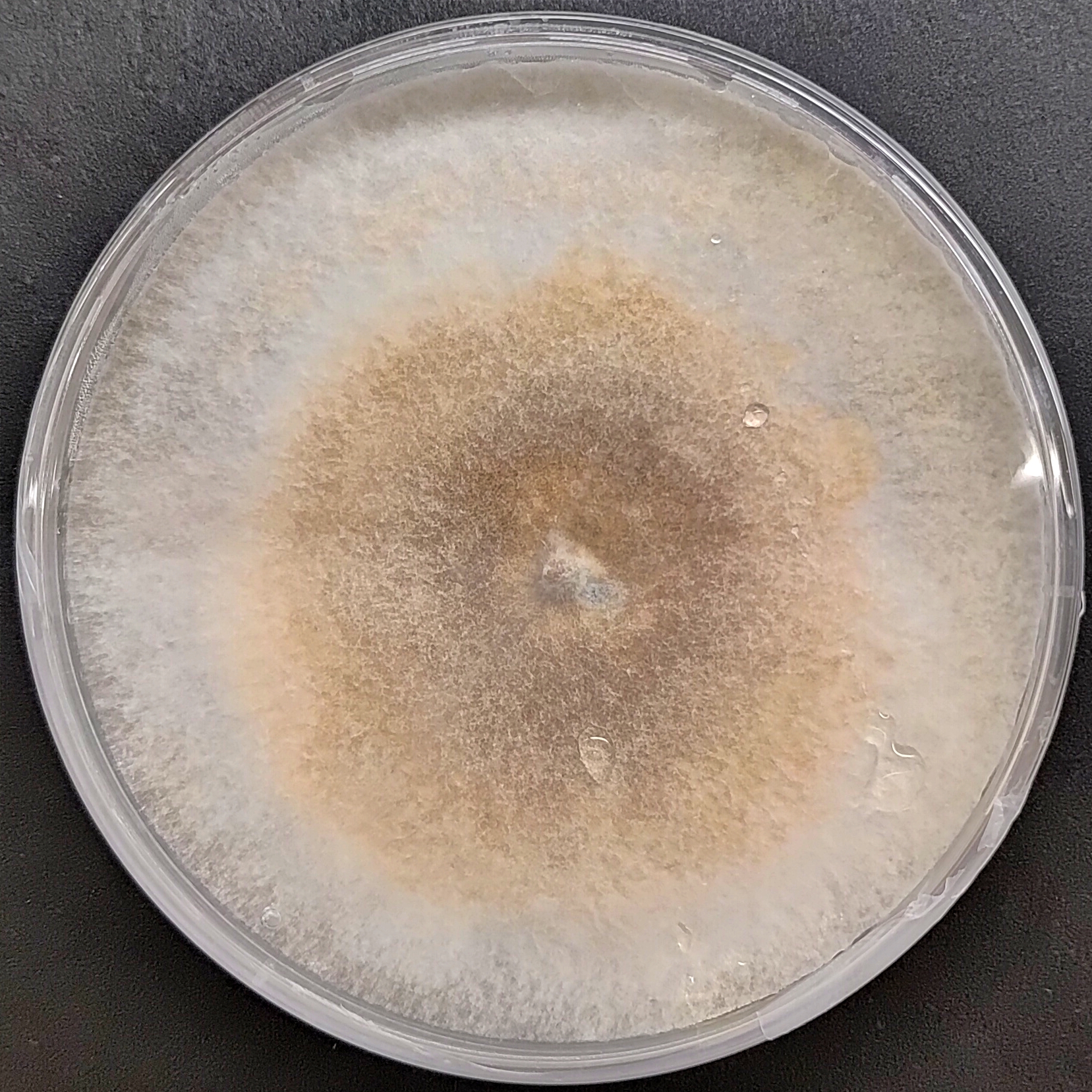 Enoki Mushroom Pure Culture (Flammulina velutipes)