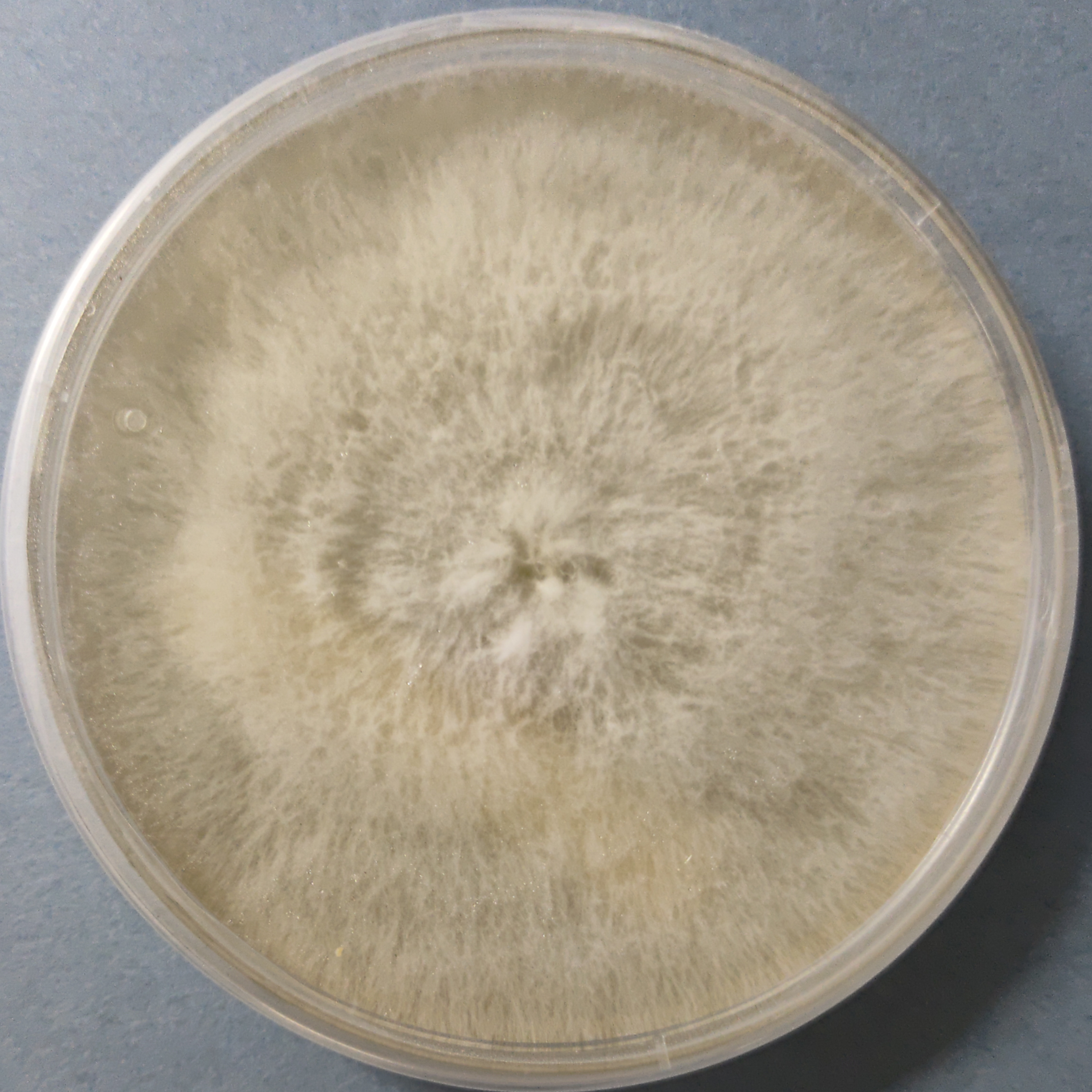 King of Pearl Oyster mushroom Culture (Pleurotus ostreatus)