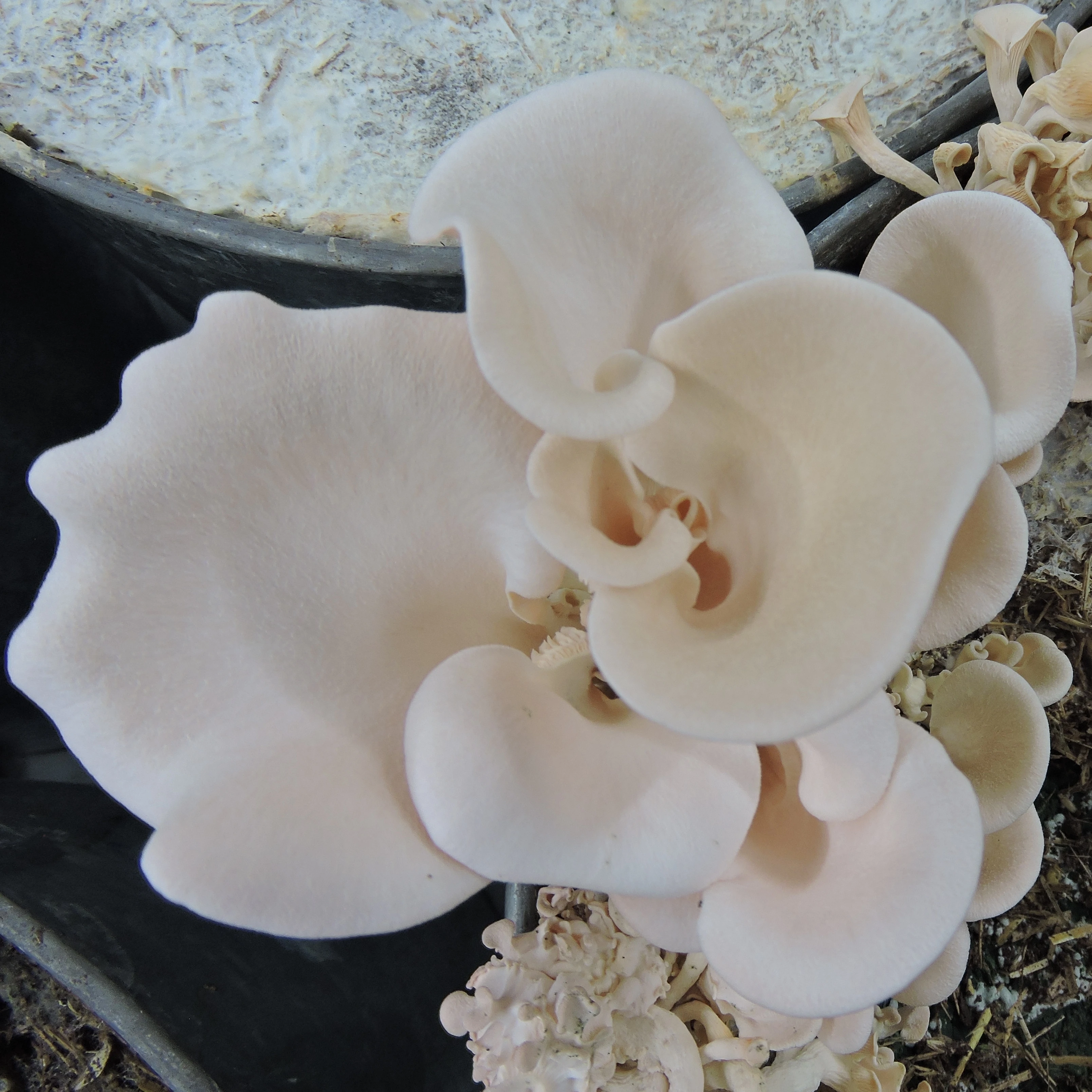 Pink Oyster Mushroom Culture (Pleurotus djamor var roseus)