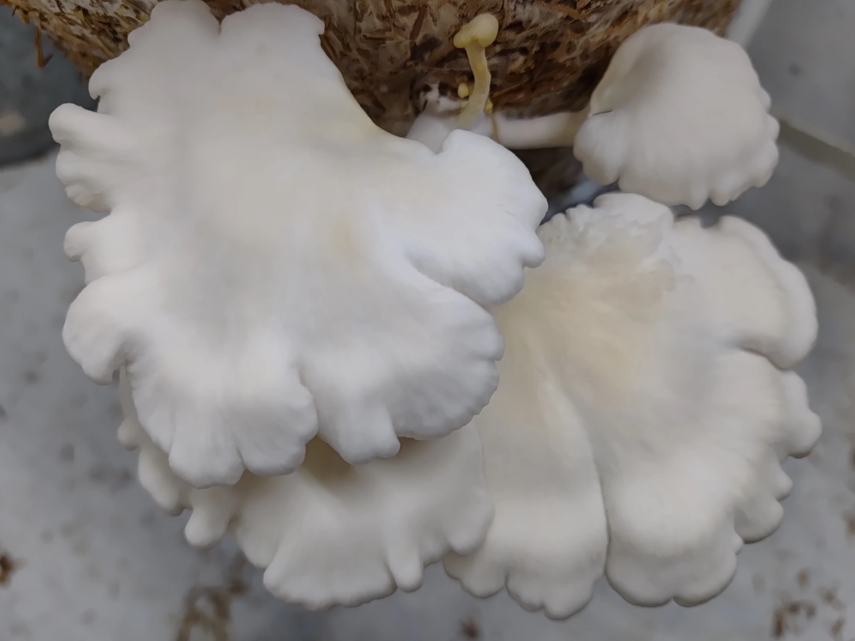 Pearl Oyster mushroom Culture Plate (Pleurotus ostreatus)