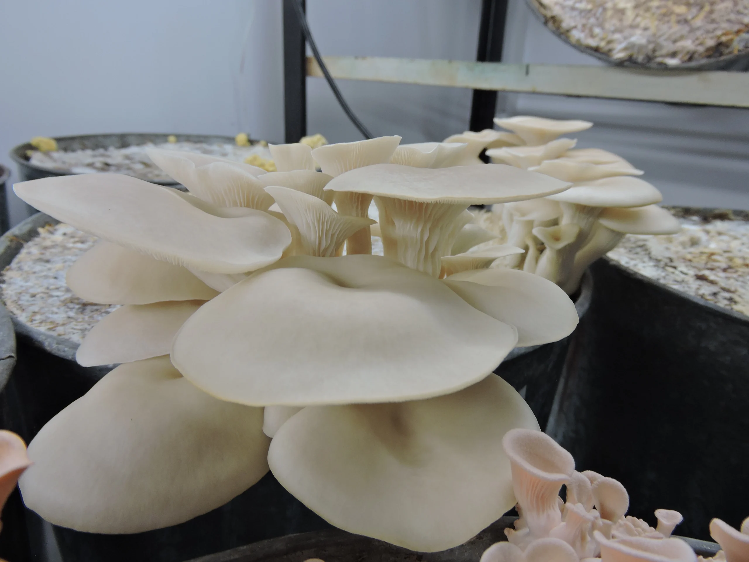 White Oyster Mushroom Culture (Pleurotus florida)