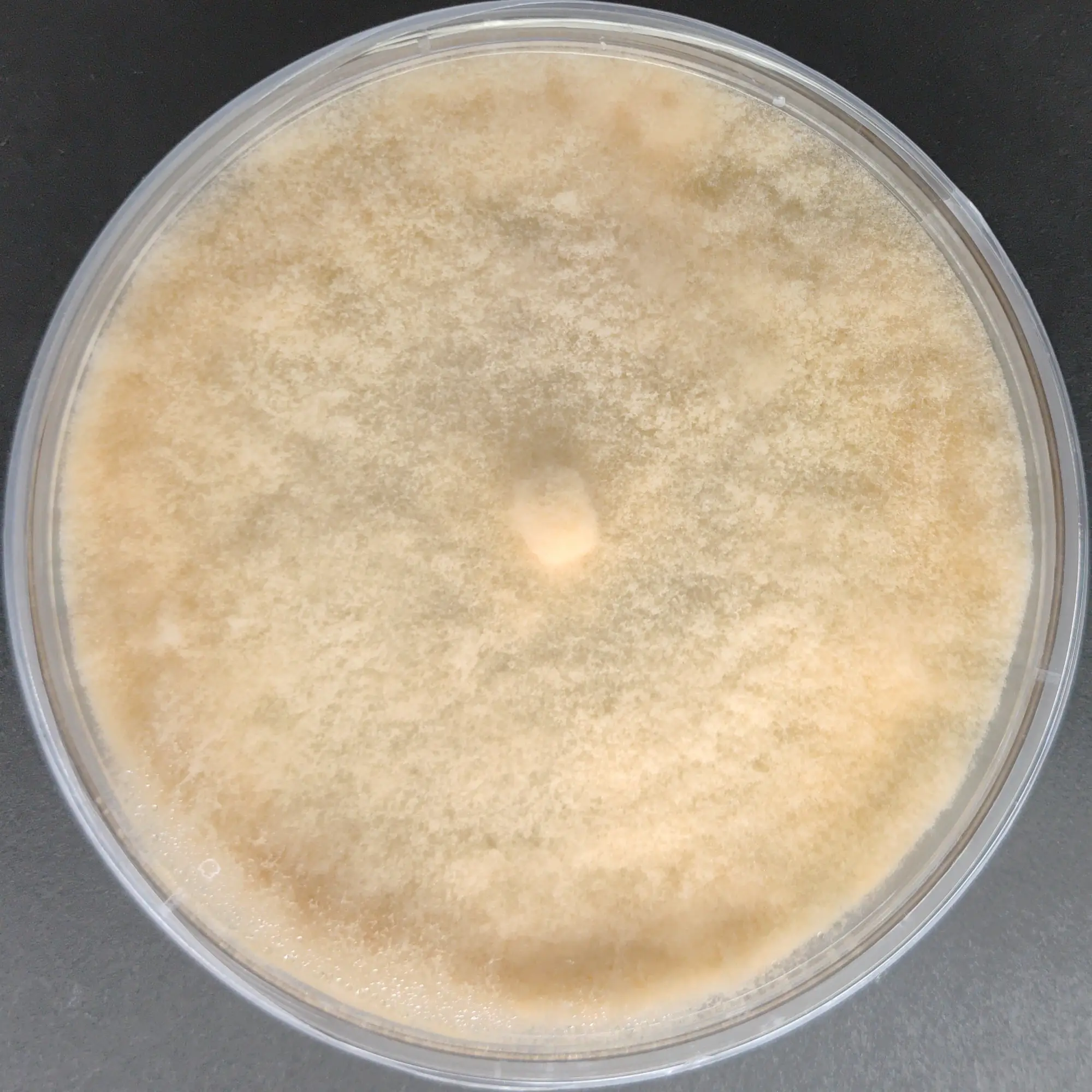 F111 laetiporus conifericola.webp