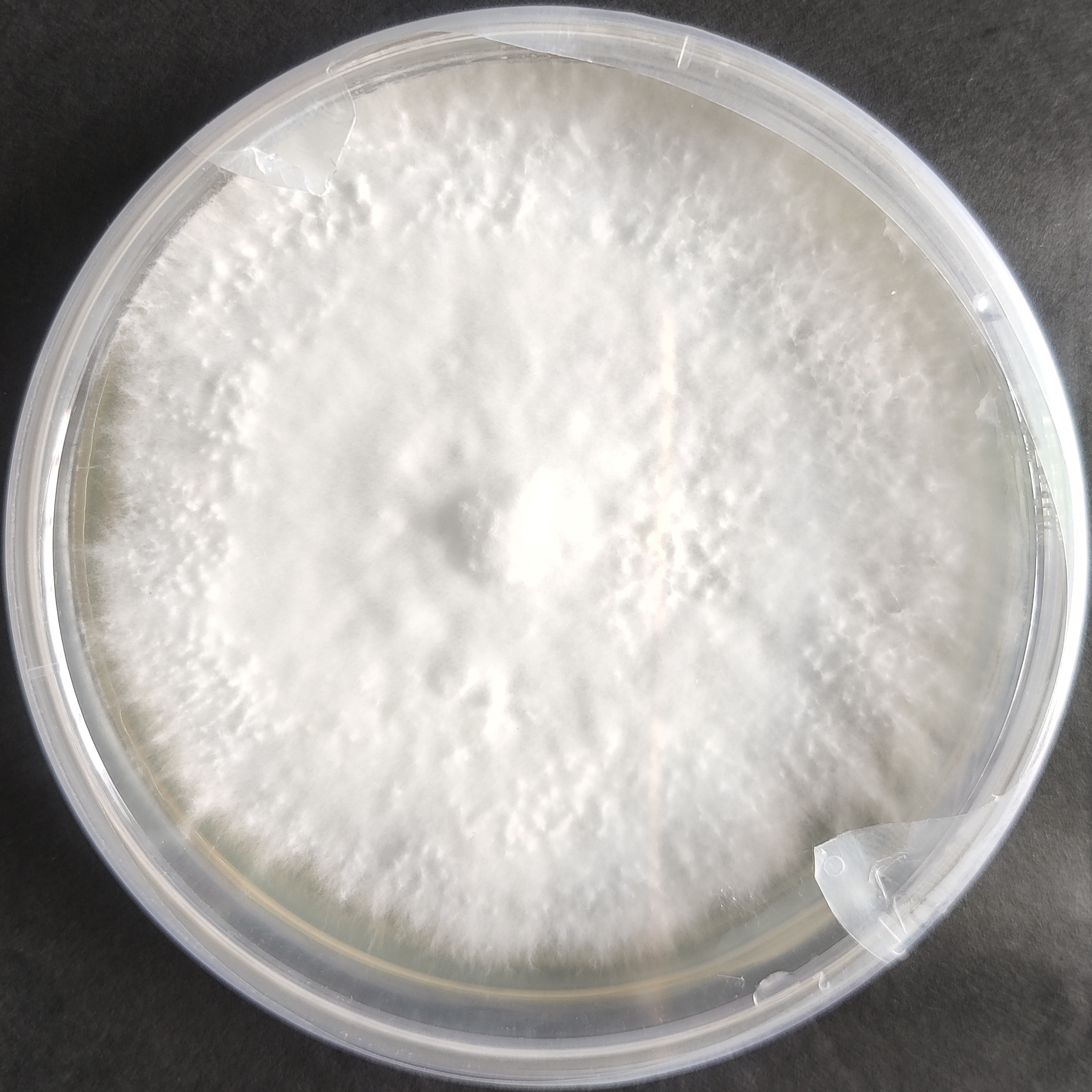 King Oyster Mushroom Culture Plate (Pleurotus eryngii)