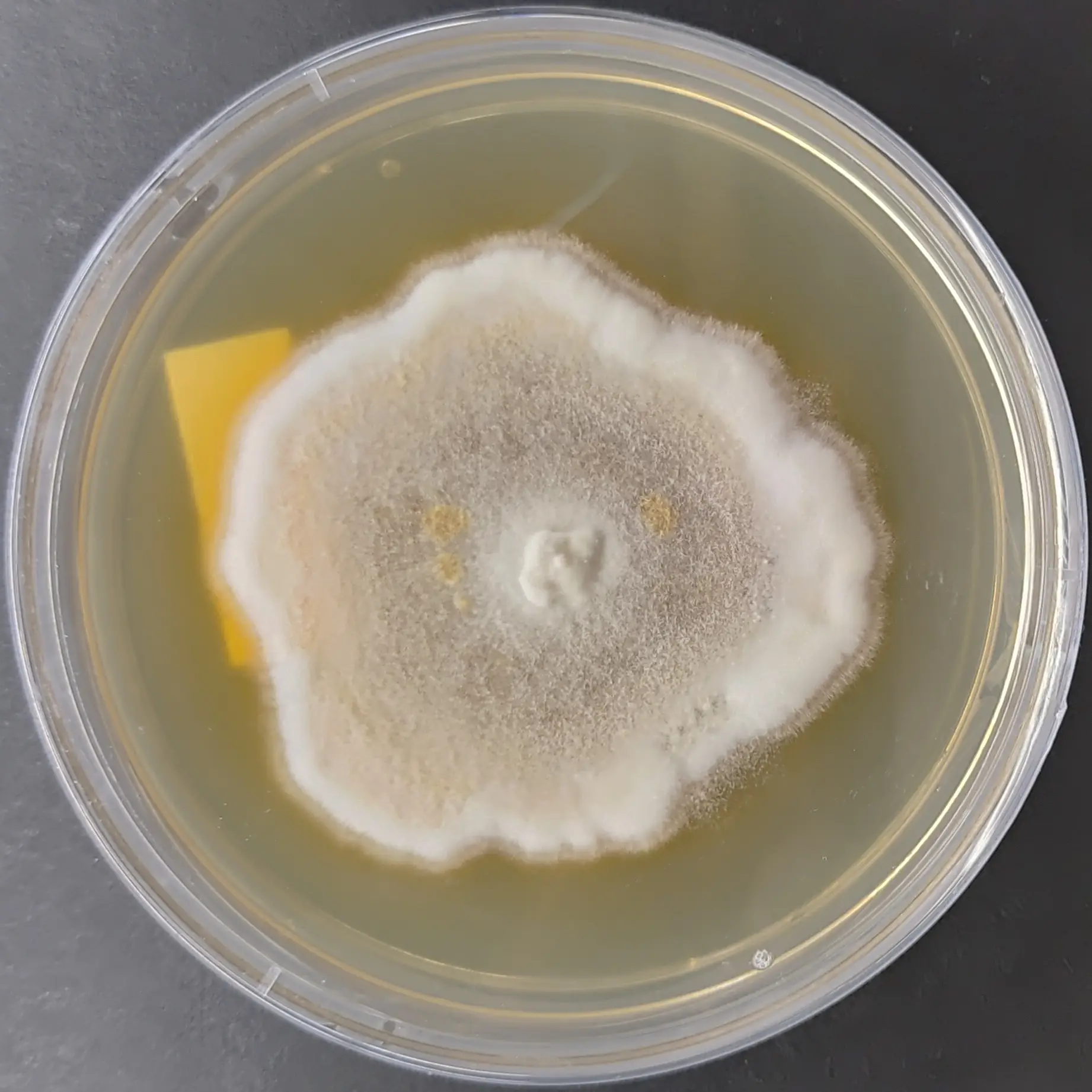 F88 Ischnoderma resinosum.webp