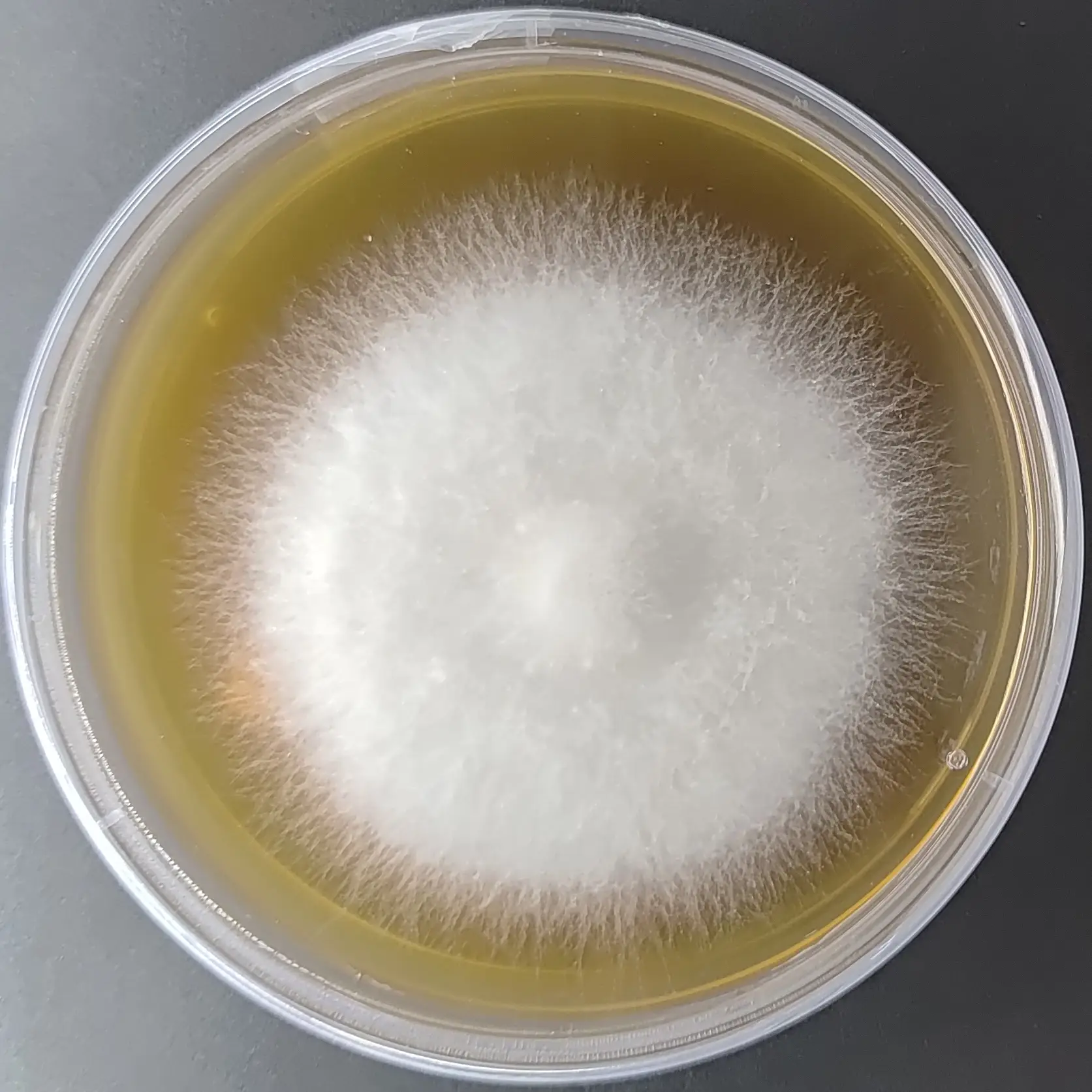 F109 Schizophyllum commune.webp