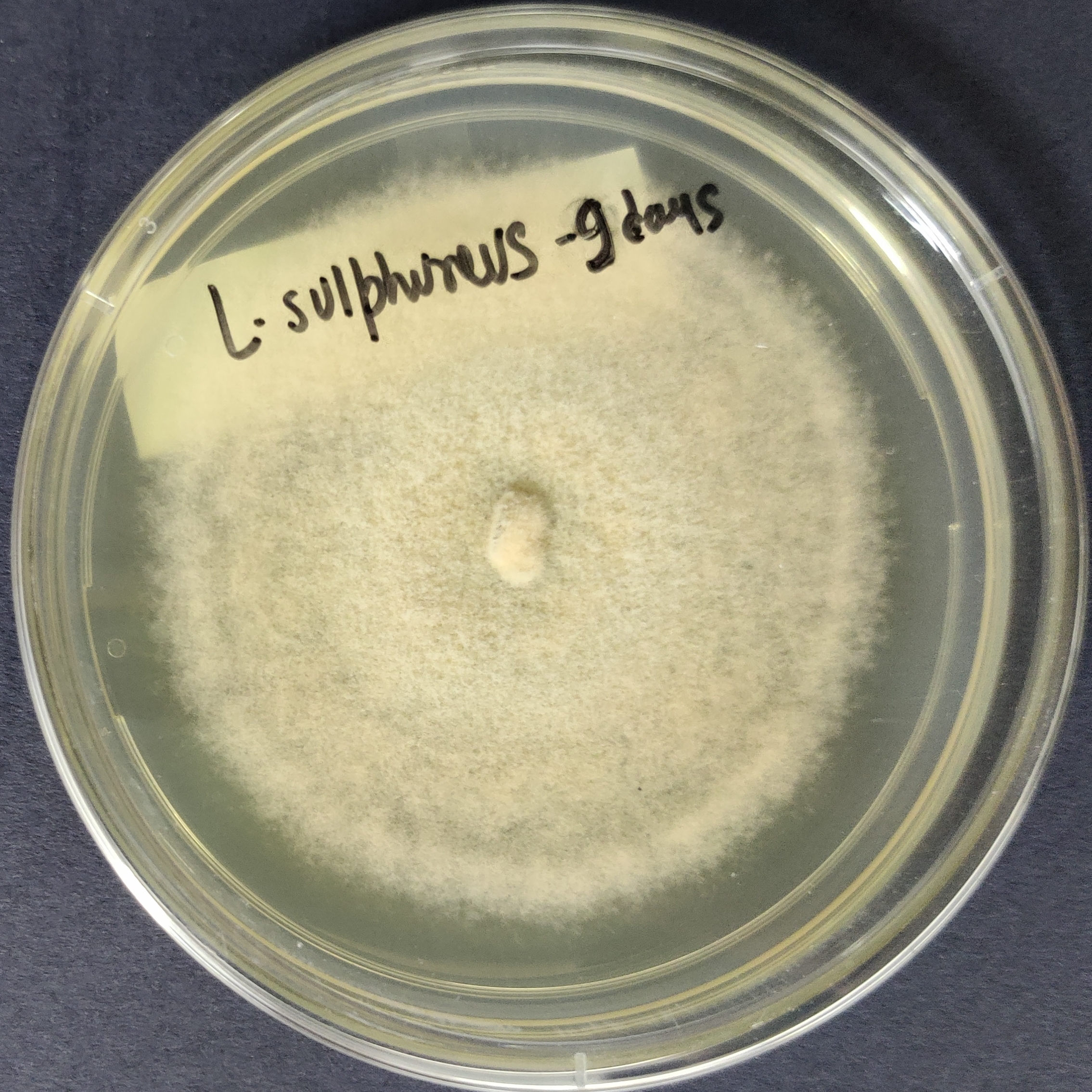 Laetiporus sulphureus Pure Culture (Chicken of the Woods)