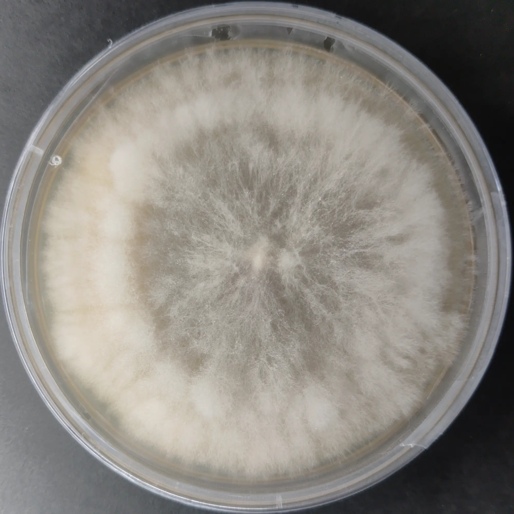 F112 Poria cocos.webp