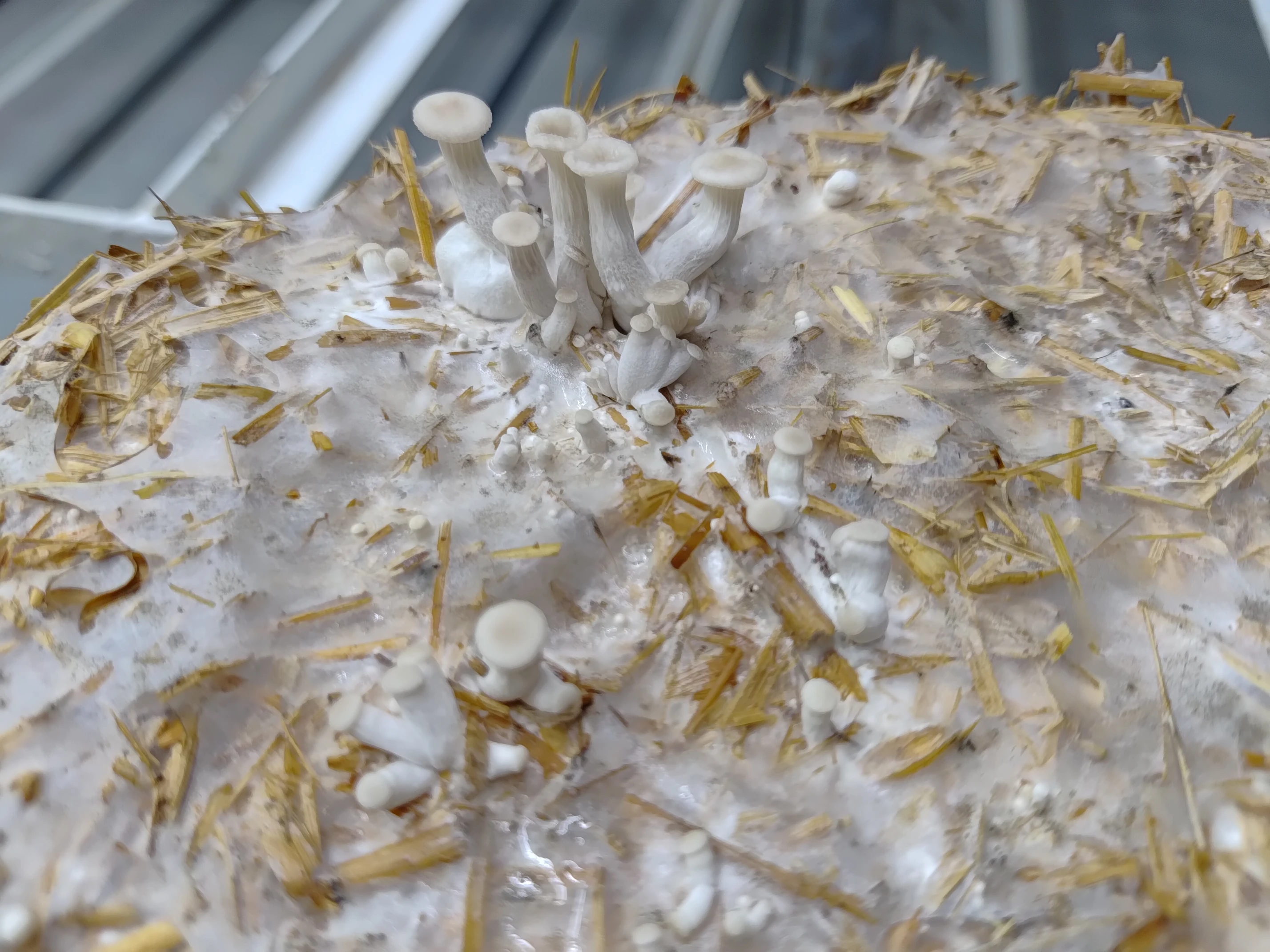 Pearl Oyster mushroom Culture Plate (Pleurotus ostreatus)