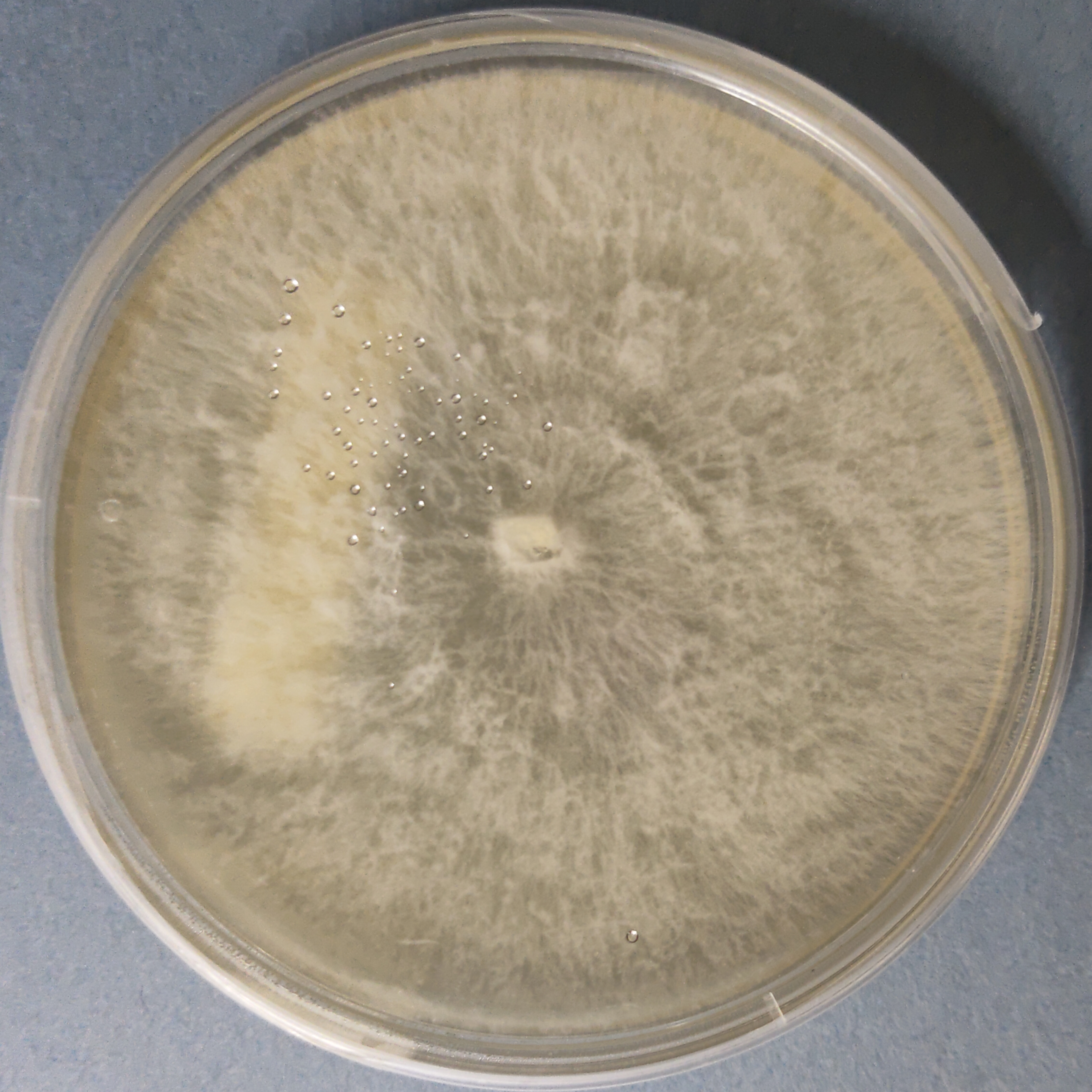 Blue Oyster mushroom culture (Pleurotus columbinus)