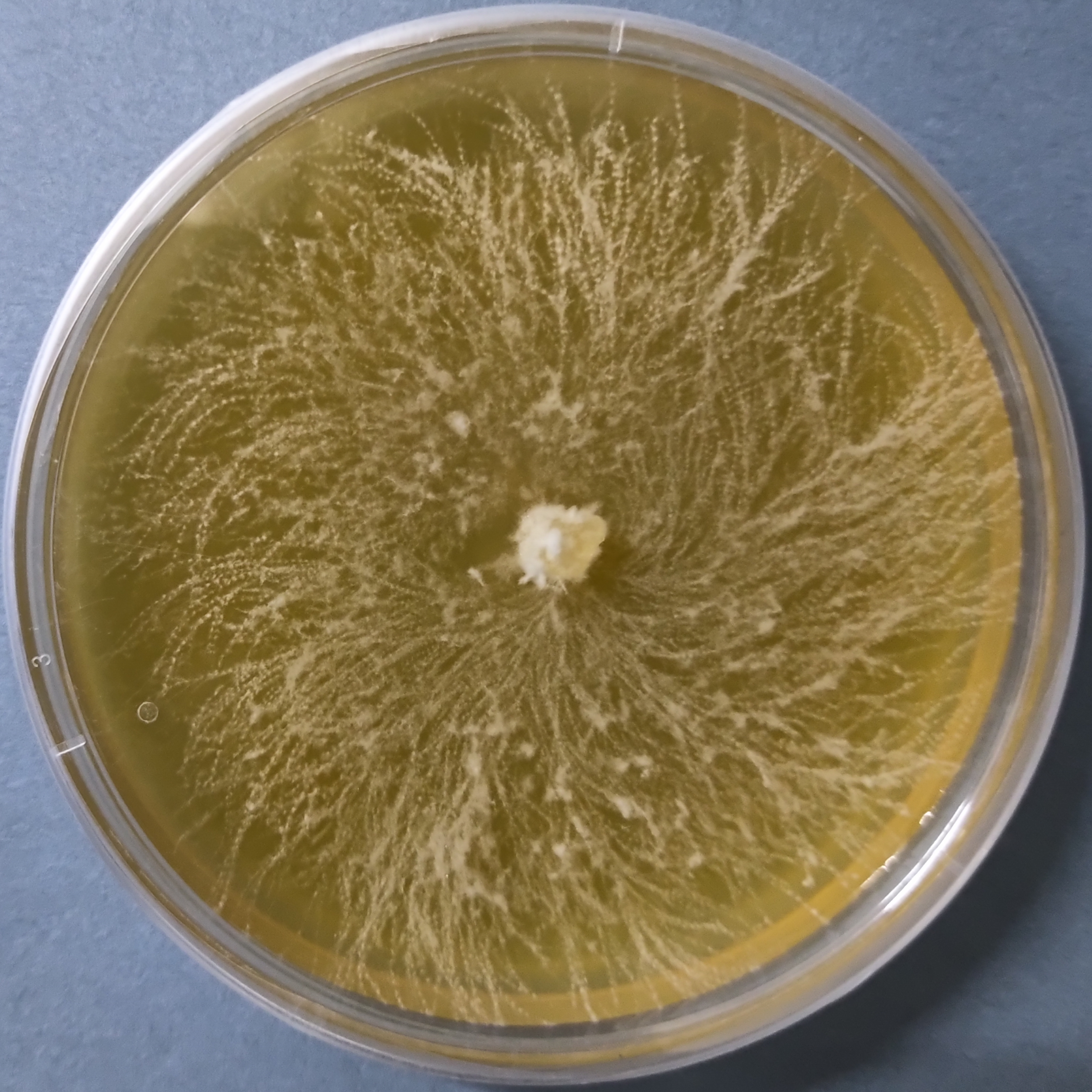 Heat tolerant Lion's mane Culture (Hericium erinaceus)