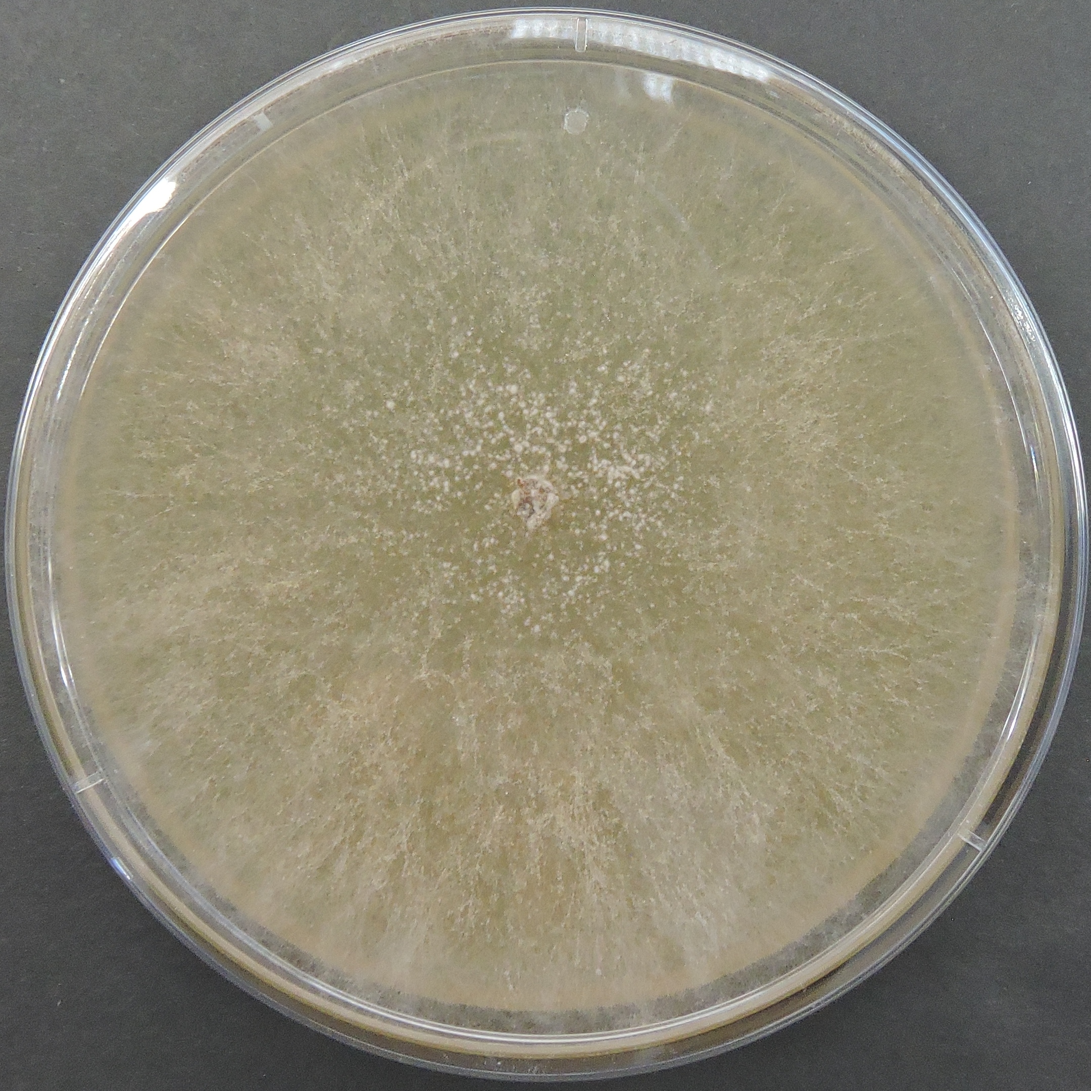 Paddy Straw Mushroom (Volvariella volvacea) Culture