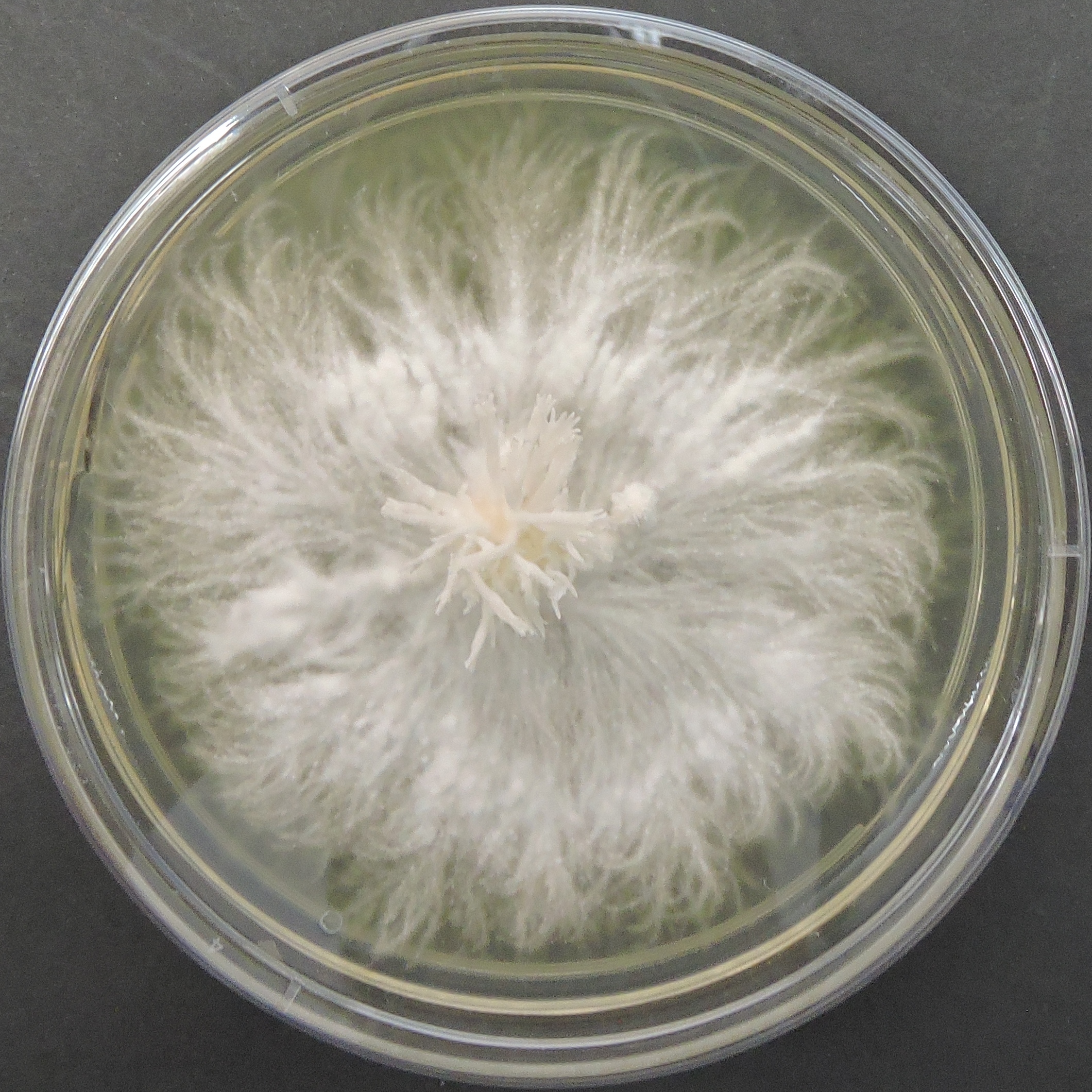 Lion's Mane Mushroom culture Plate (Hericium erinaceus)