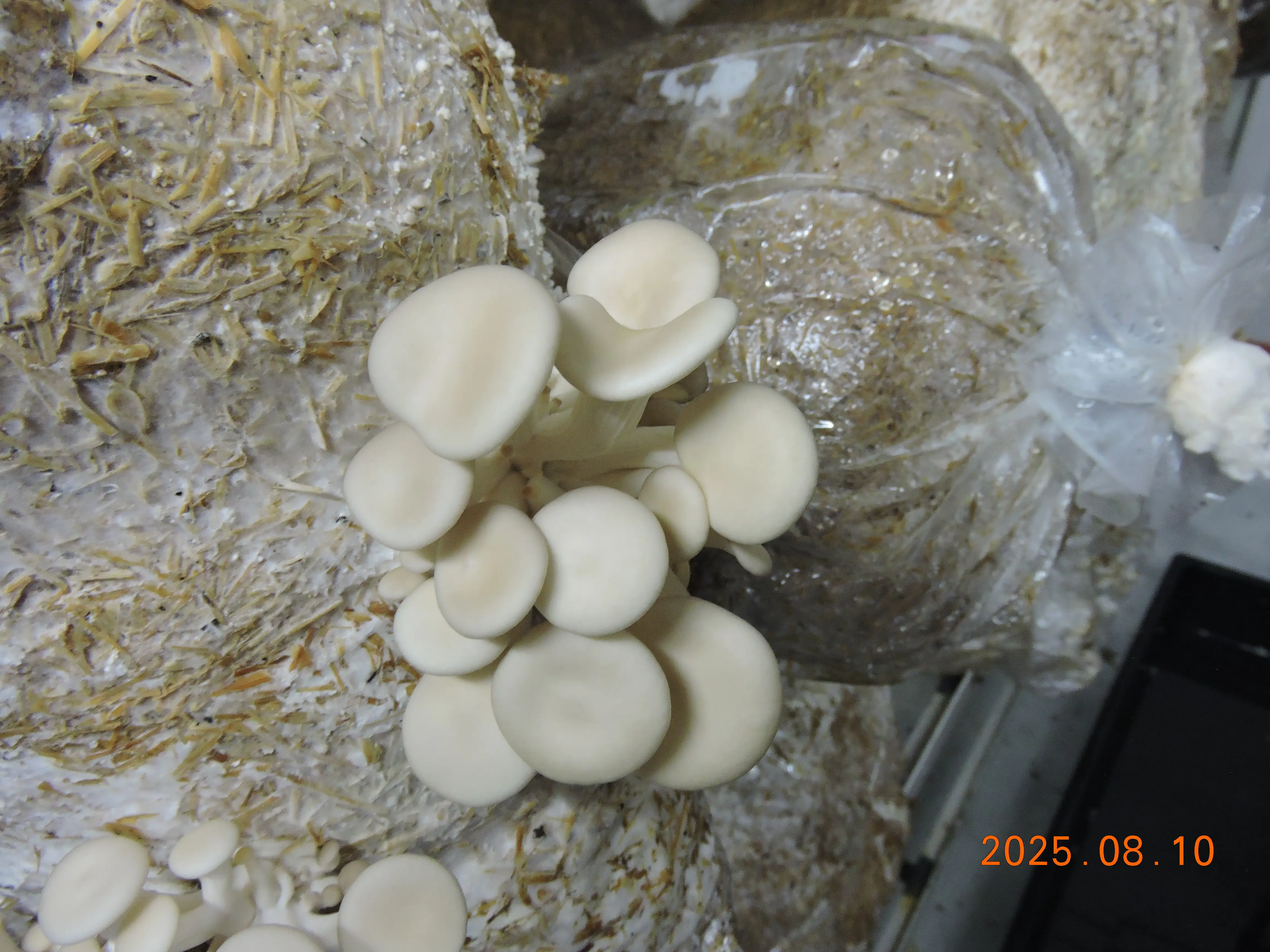 Pearl Oyster mushroom Culture Plate (Pleurotus ostreatus)