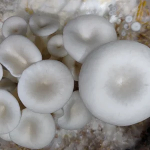 Blue Oyster mushroom culture (Pleurotus columbinus)
