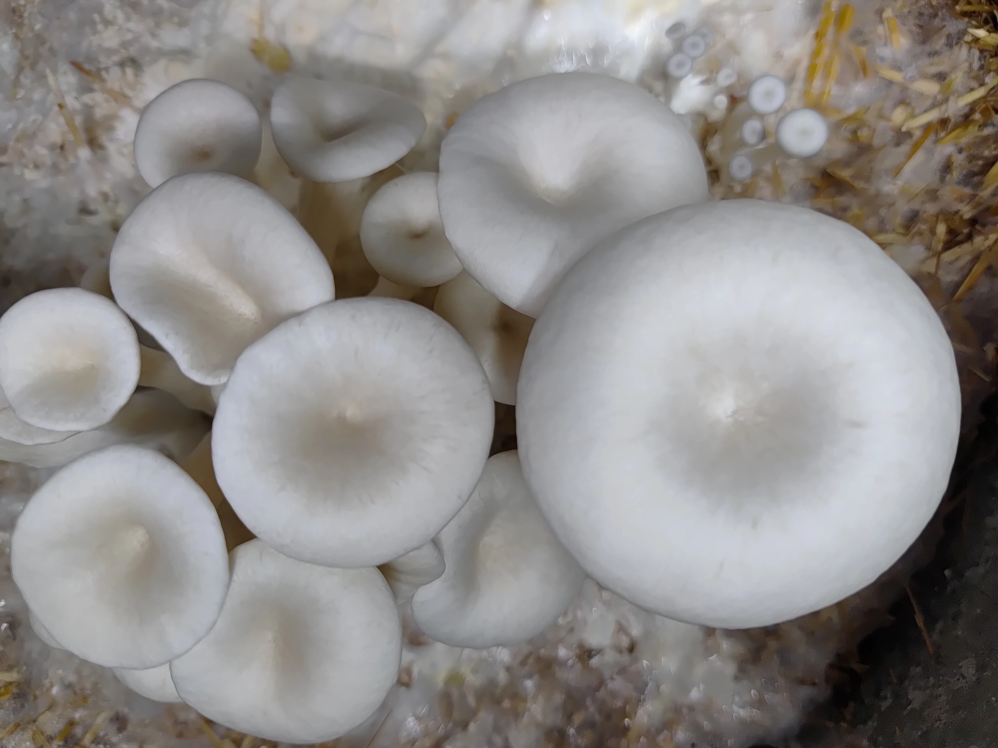 Blue Oyster mushroom culture (Pleurotus columbinus)