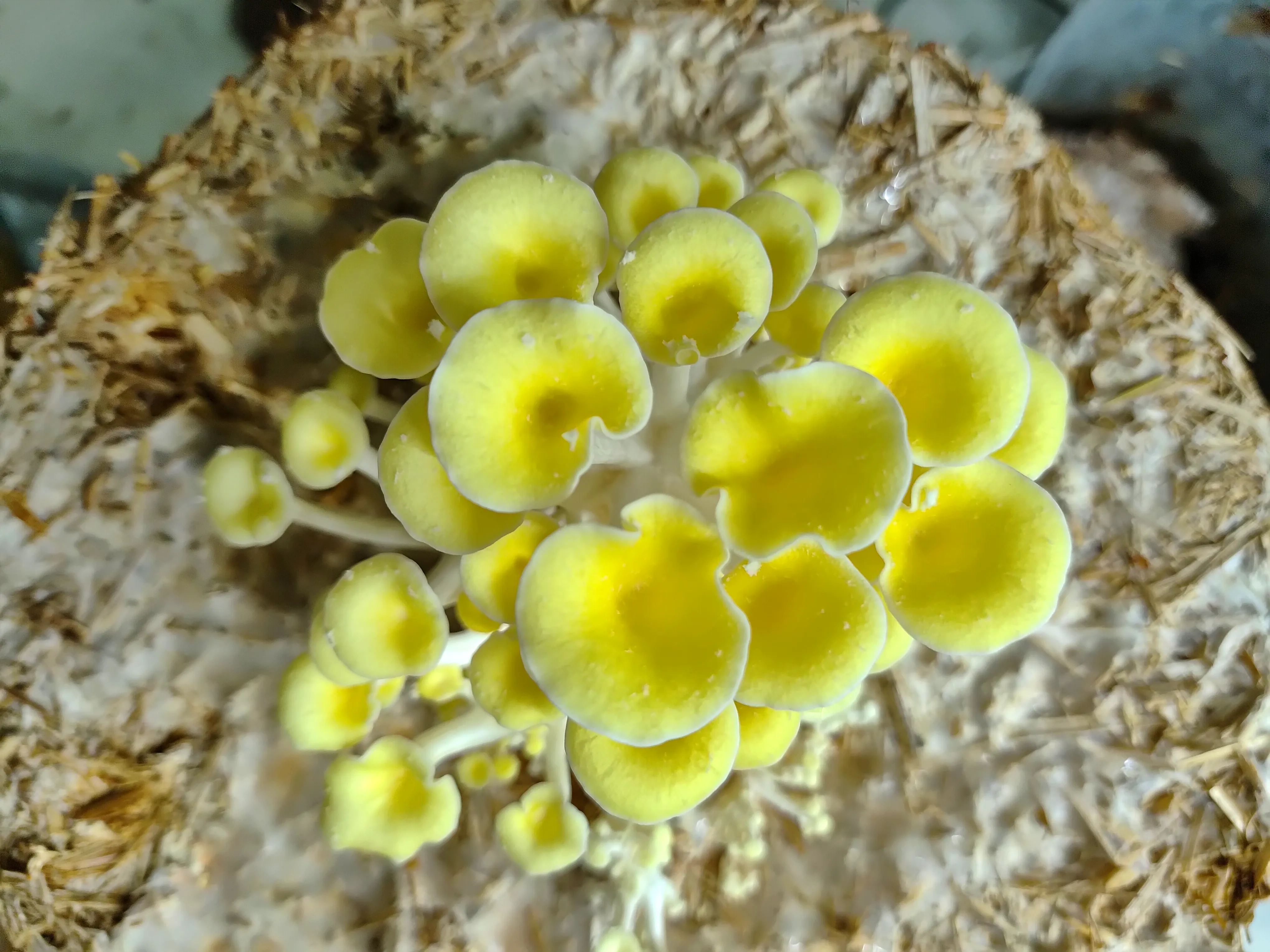 Pleurotus cintrinopileatus golden oyster Primordia.webp
