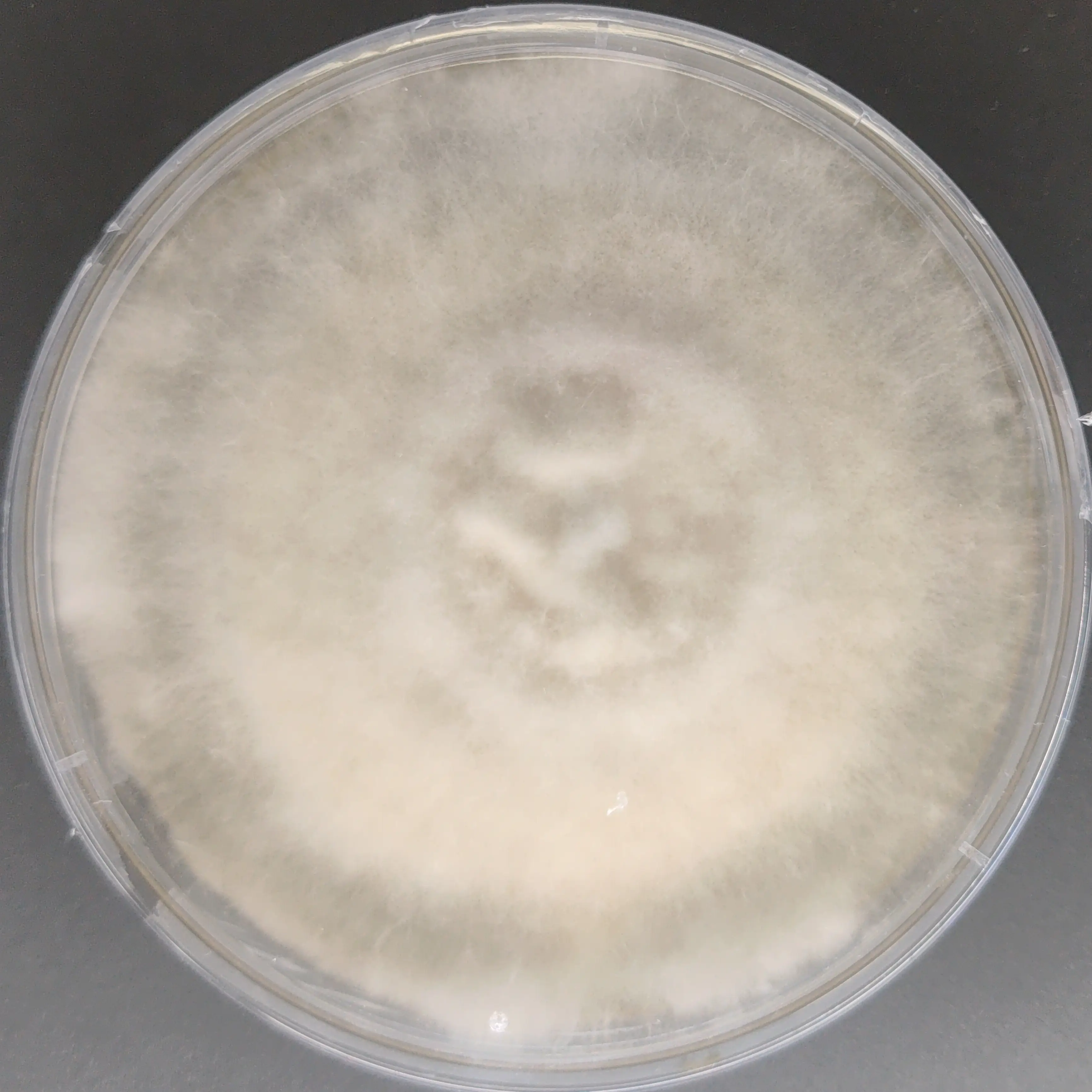 F94 Auricularia auricula 20251223.webp