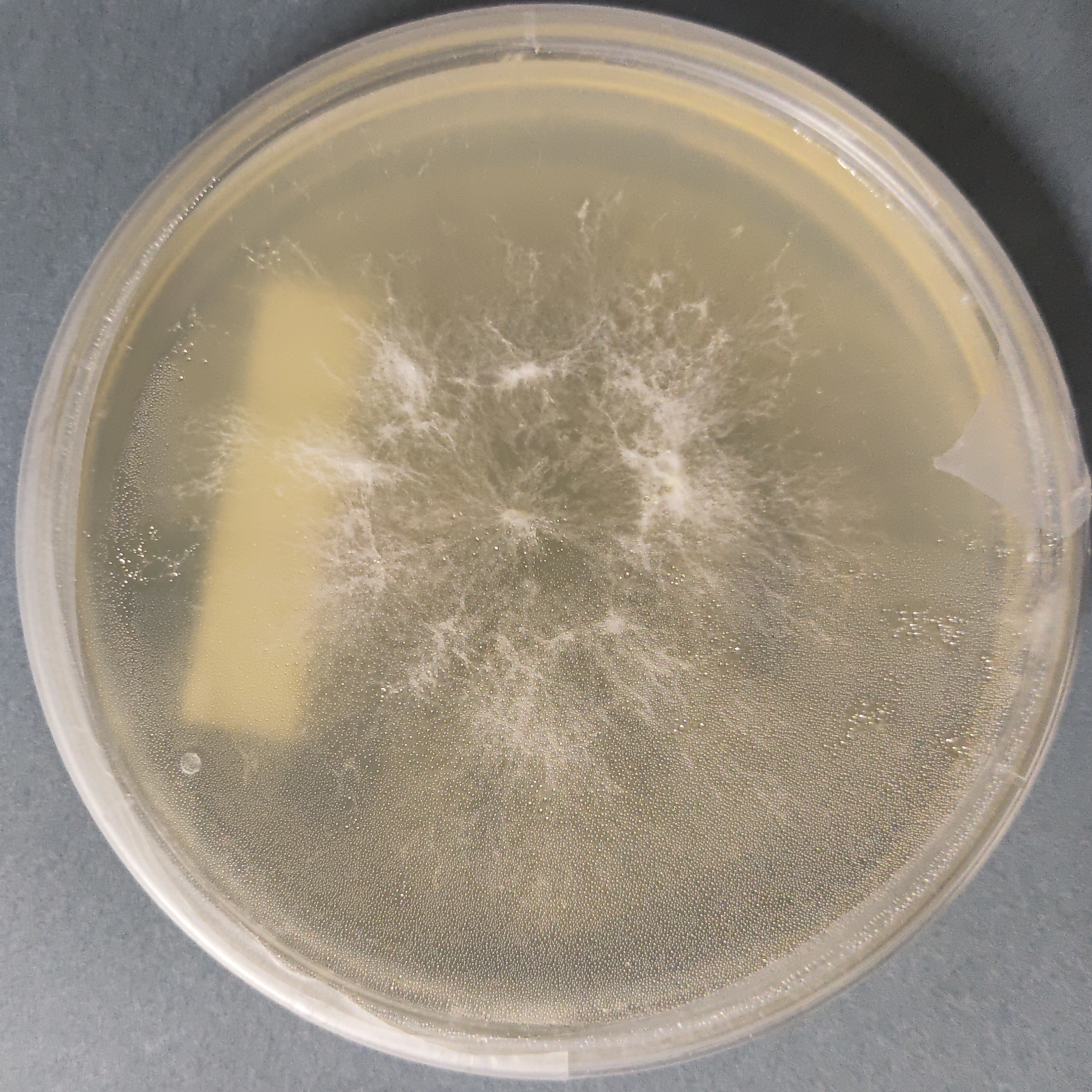 Pink Oyster Mushroom Culture (Pleurotus djamor var roseus)