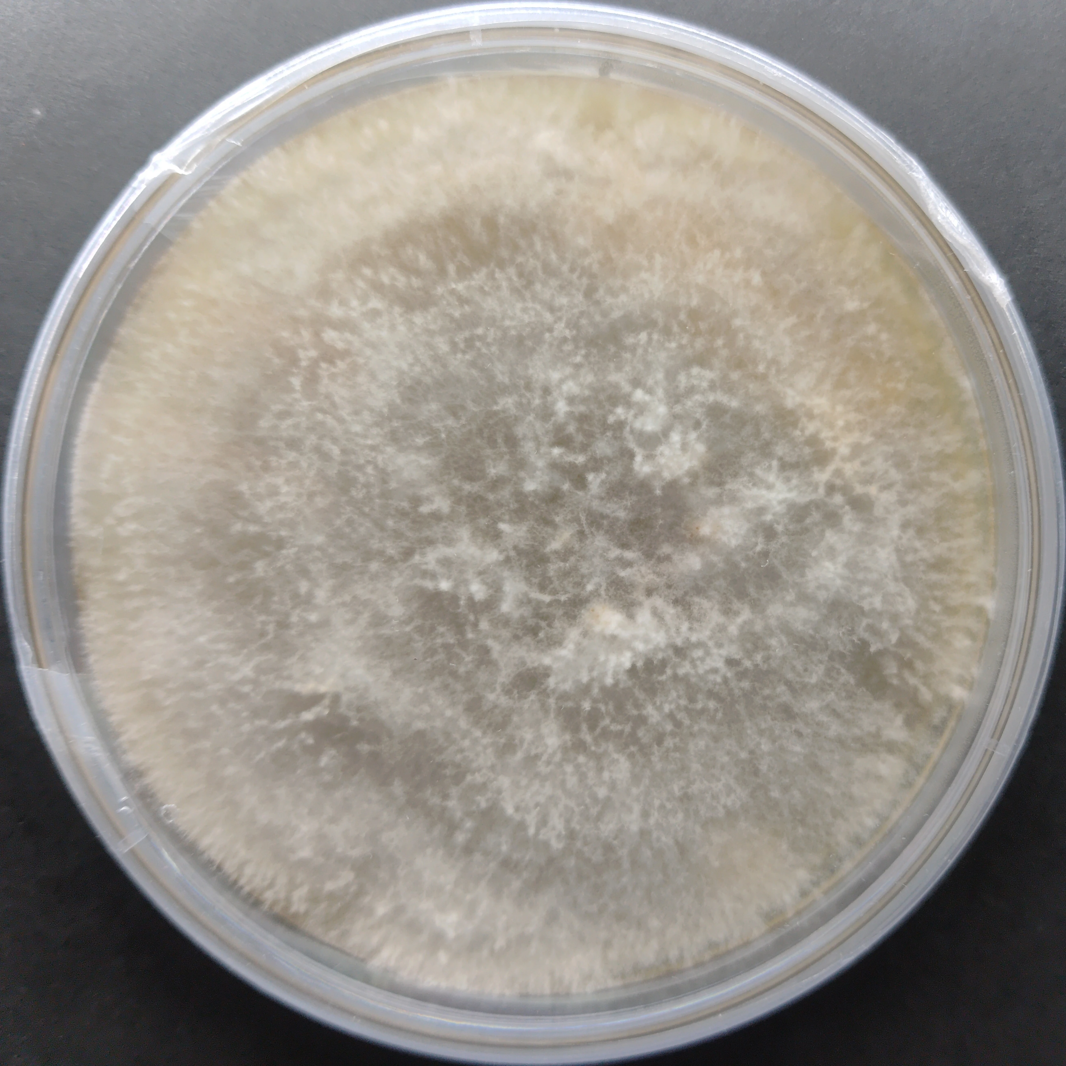 Pleurotus ferulae White Ferule Pure Culture Plate