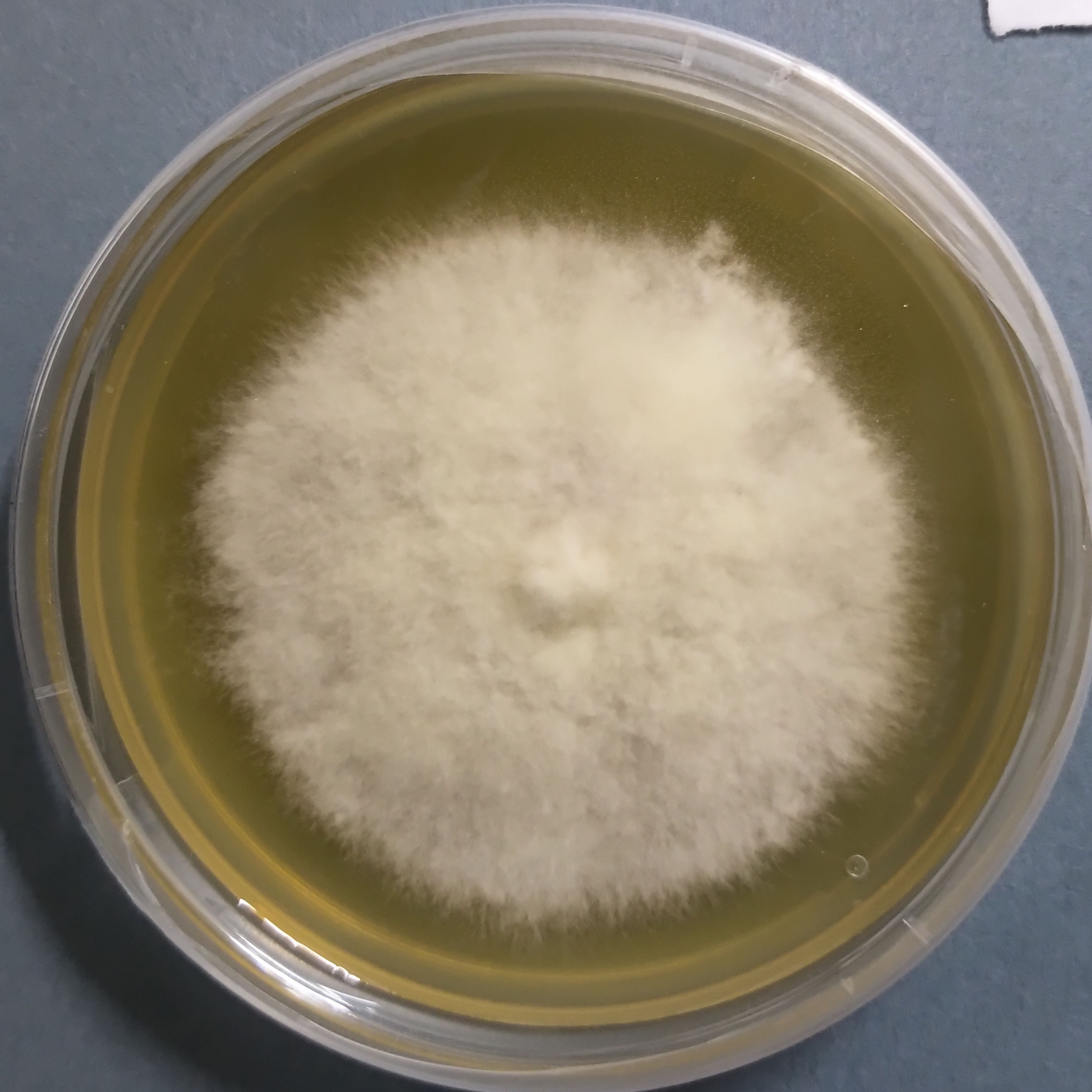 Maitake mushroom culture (Grifola frondosa)