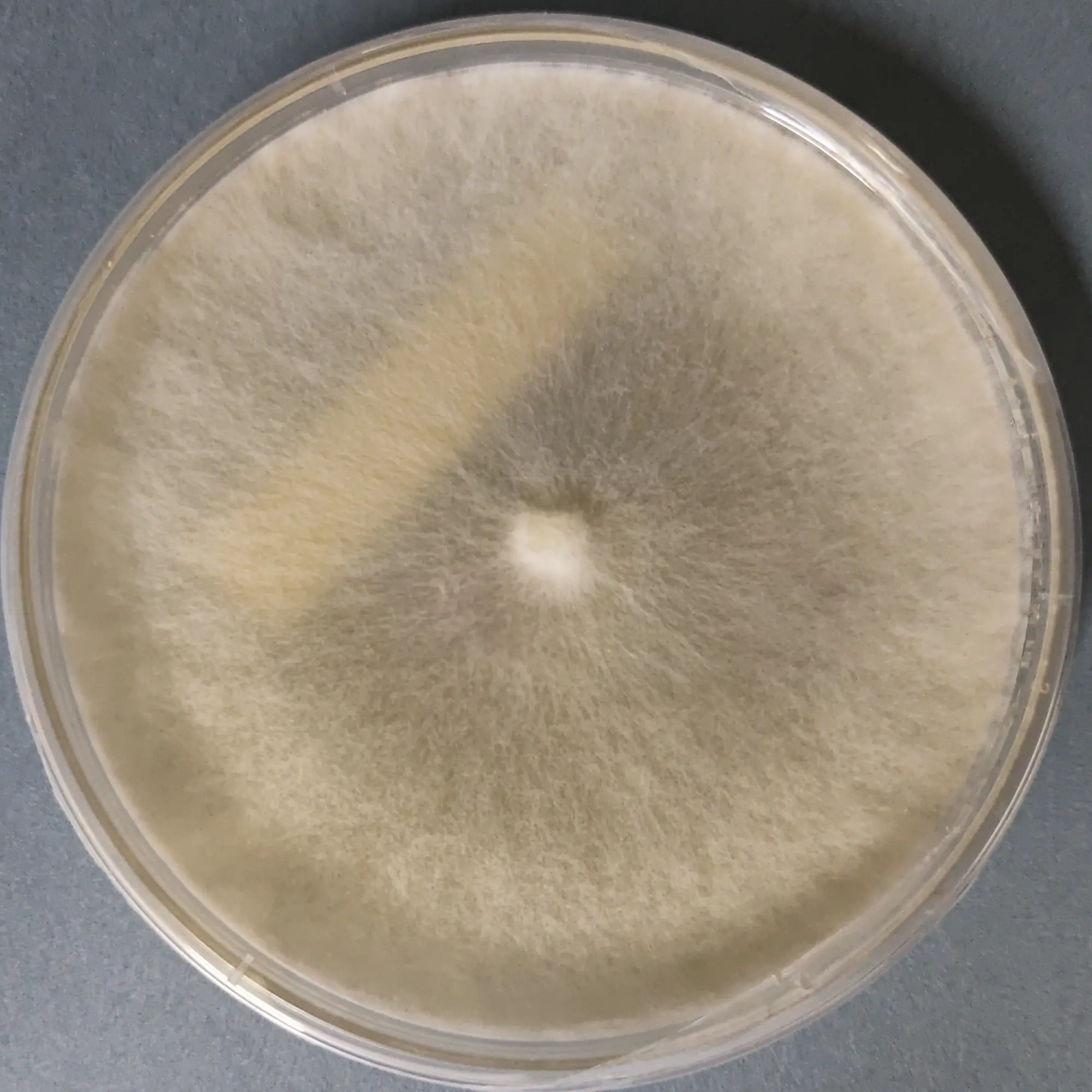 F55 Hypsizygous tessulatus.webp