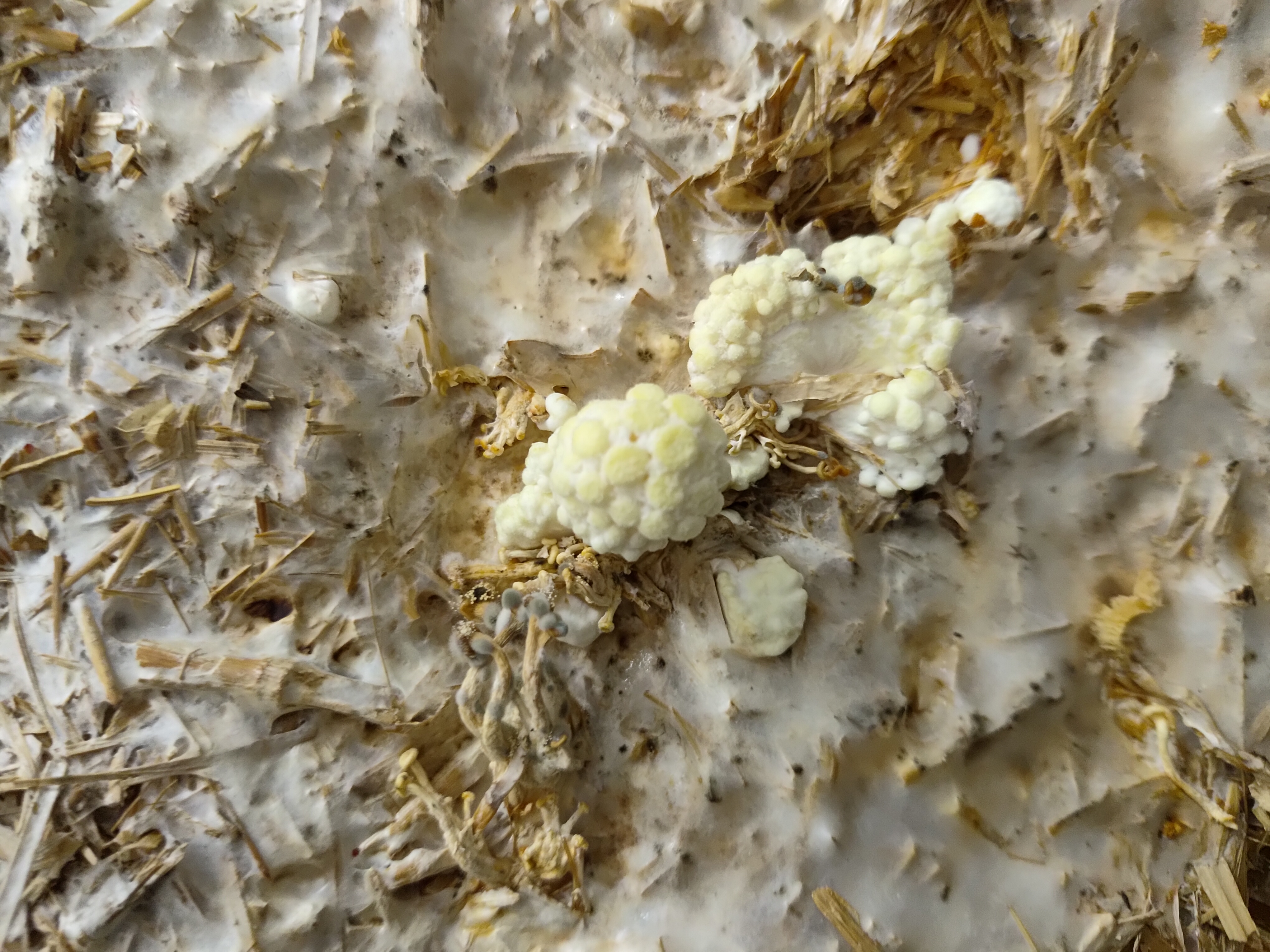 Golden Oyster mushroom Culture Plate (Pleurotus citrinopileatus)