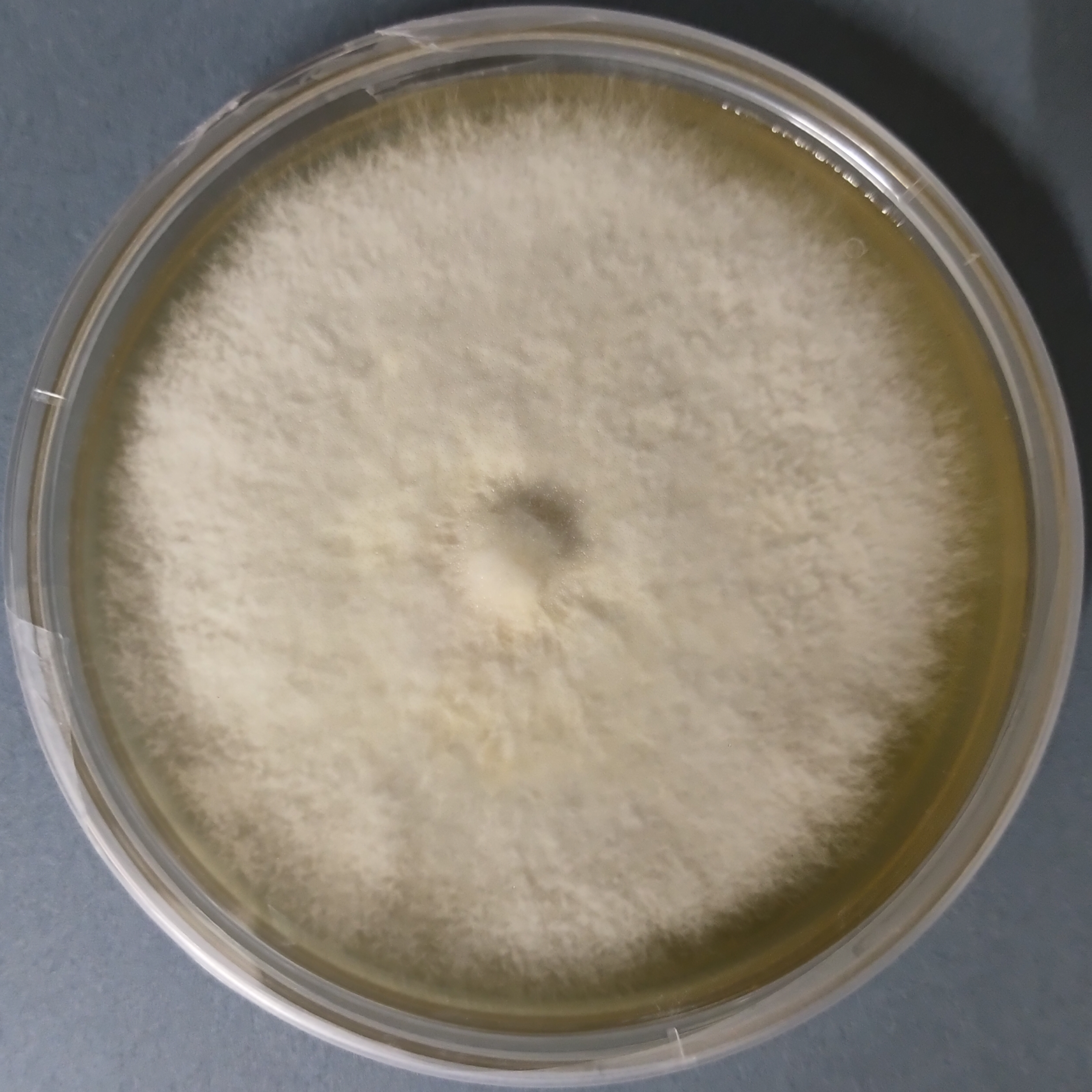 Pholiota adiposa Pure Culture (Chestnut Mushroom)