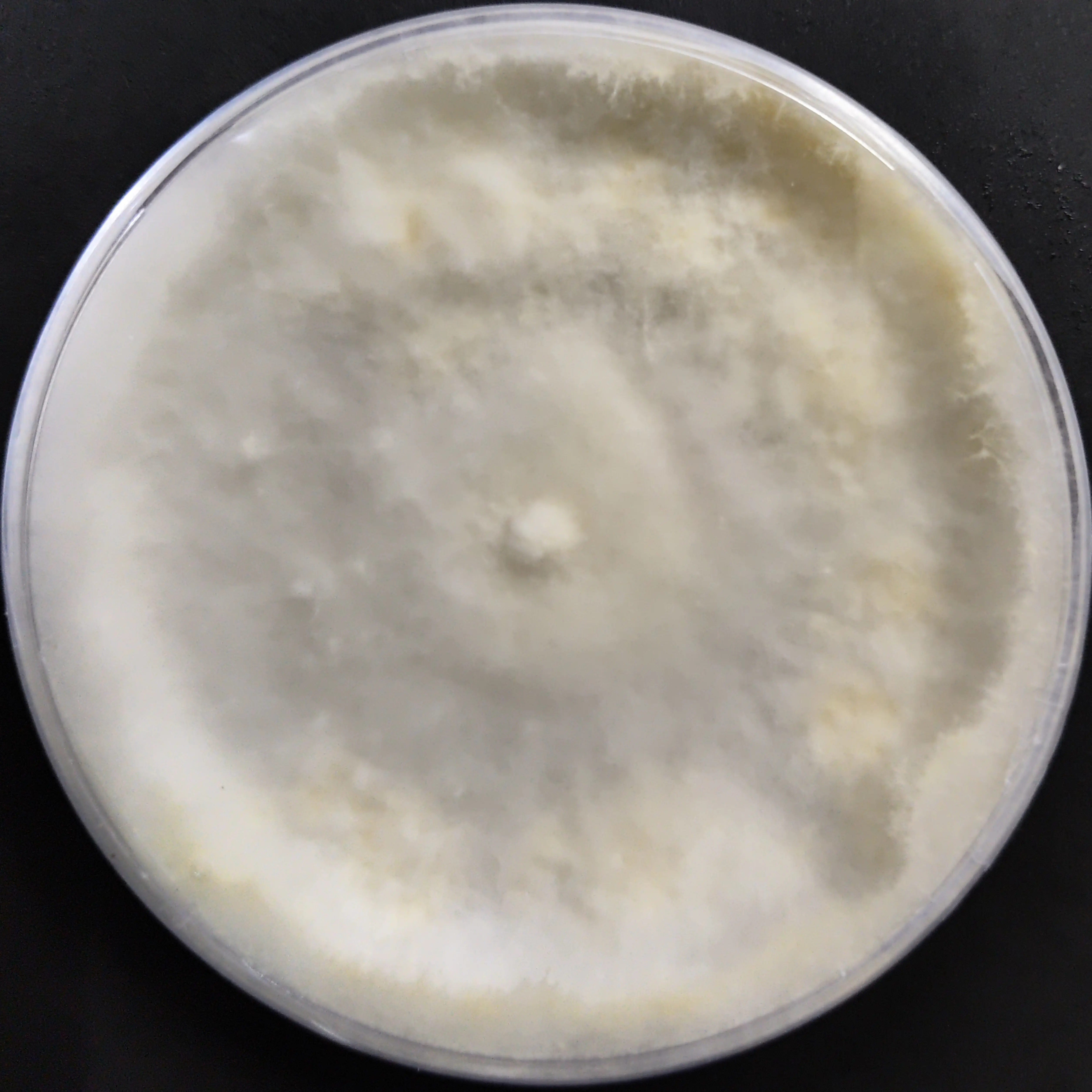 Lentinus sajor-caju Pure Culture