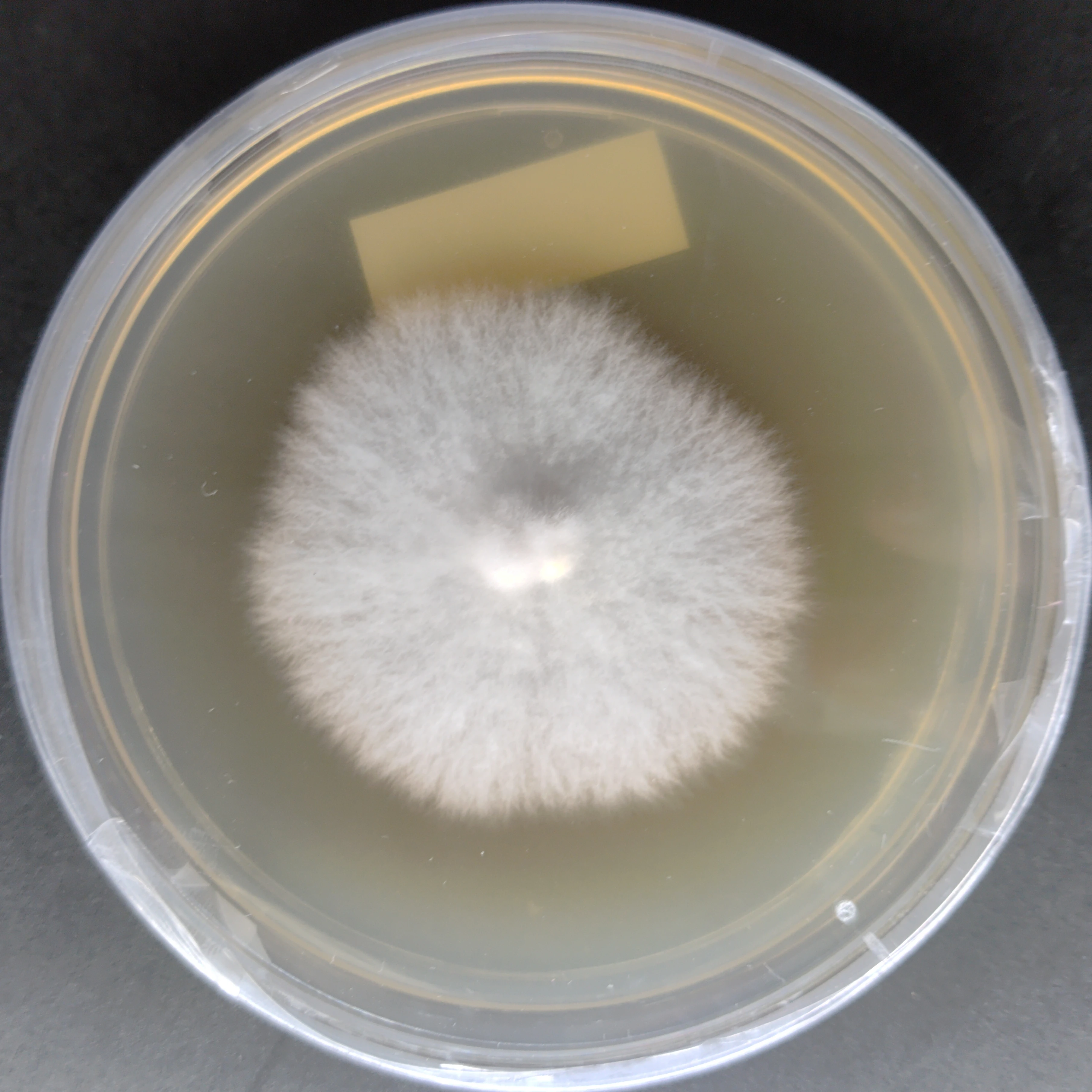 Macrocybe giganteum (Giant Mushroom) agar culture
