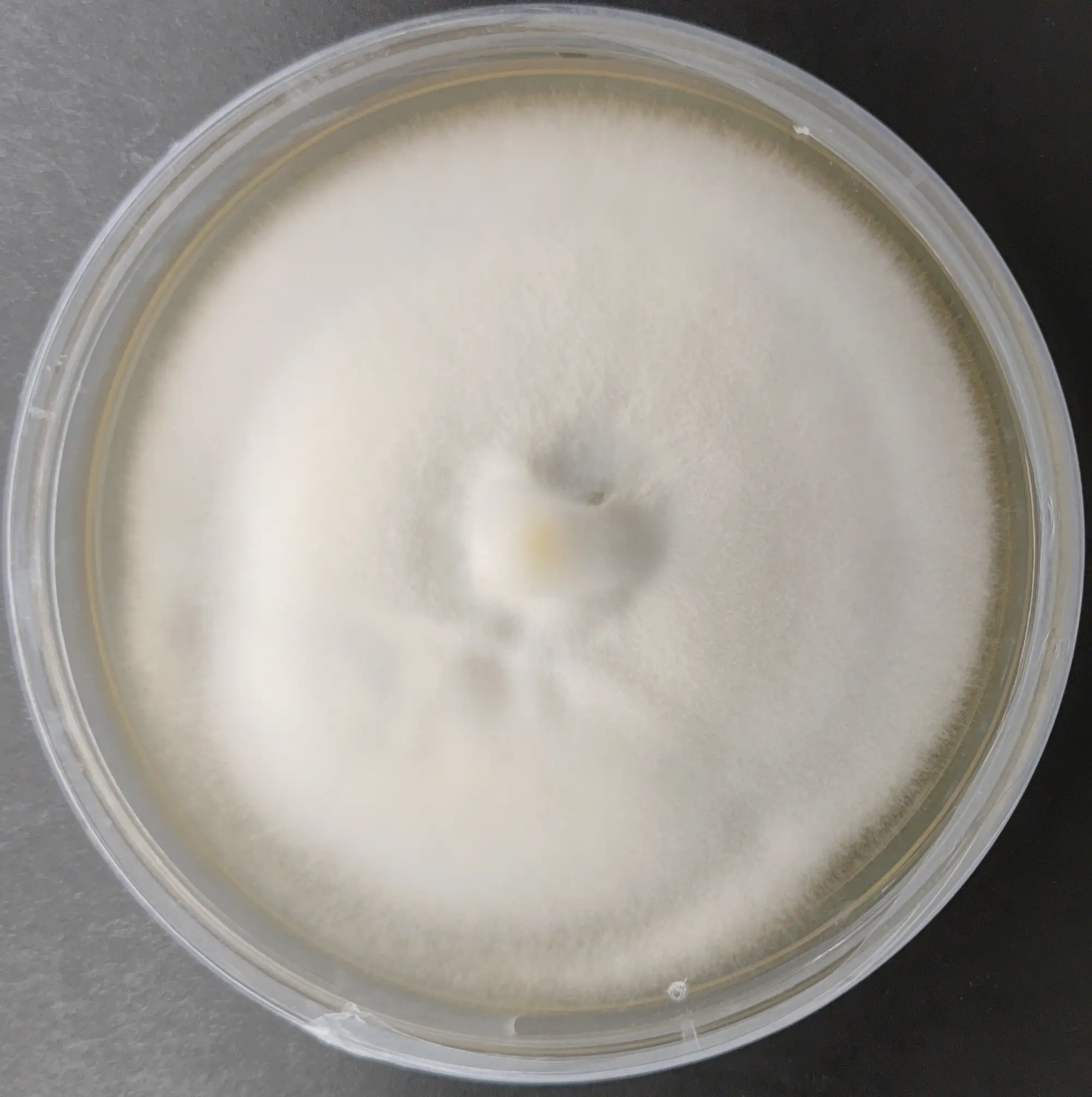 Tolypocladium ophioglossoides Goldenthread Cordyceps agar plate