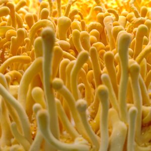 Cordyceps militaris Culture Plate - commercial strain