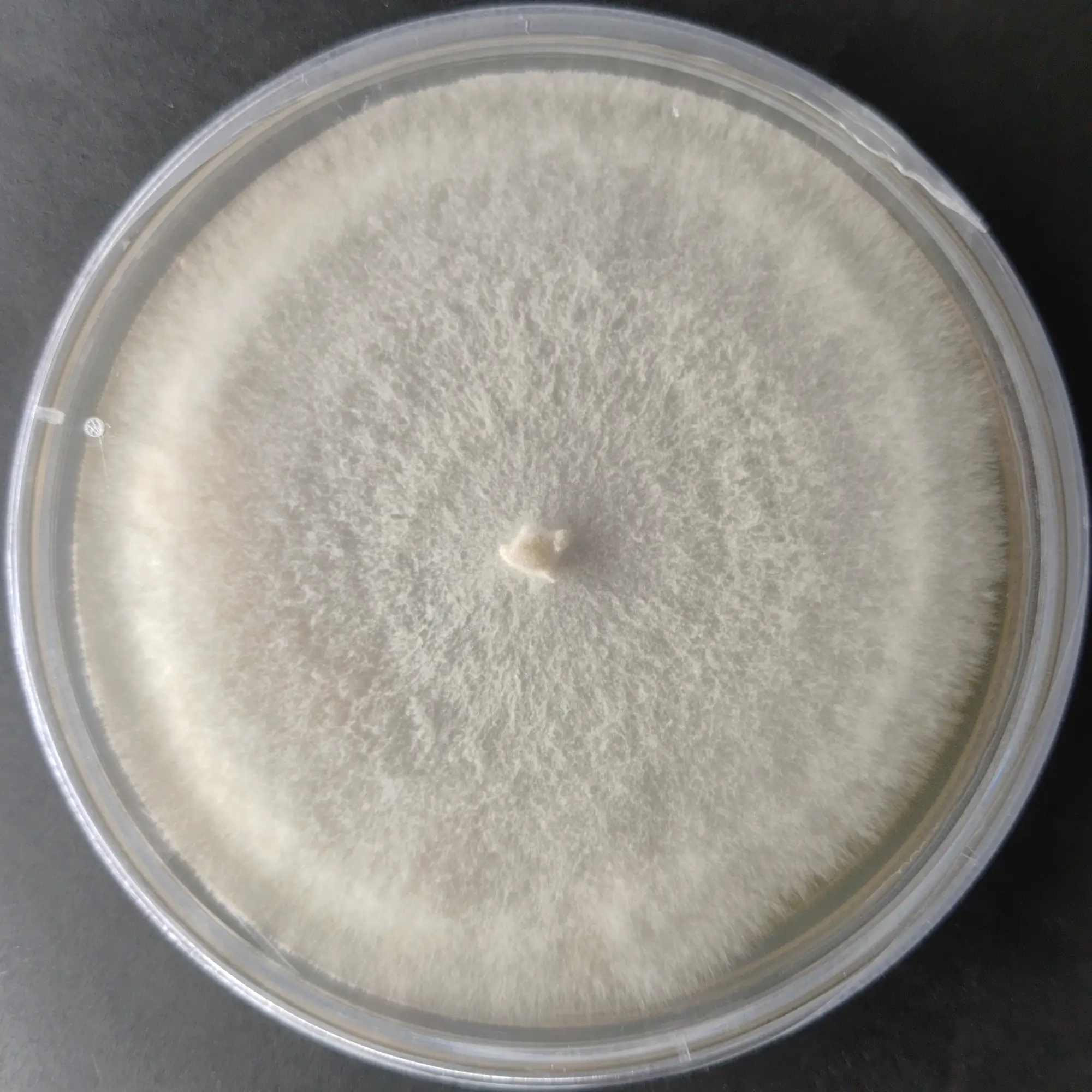 Ganoderma neojaponicum Purple Reishi – Pure Culture