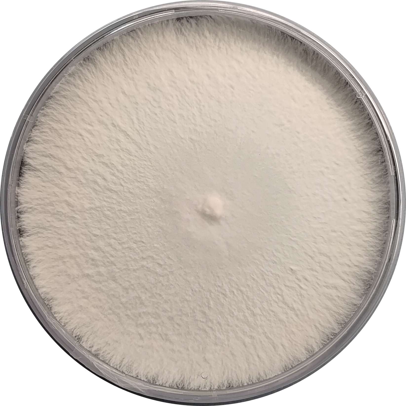 Ganoderma formosanum Black Reishi Culture