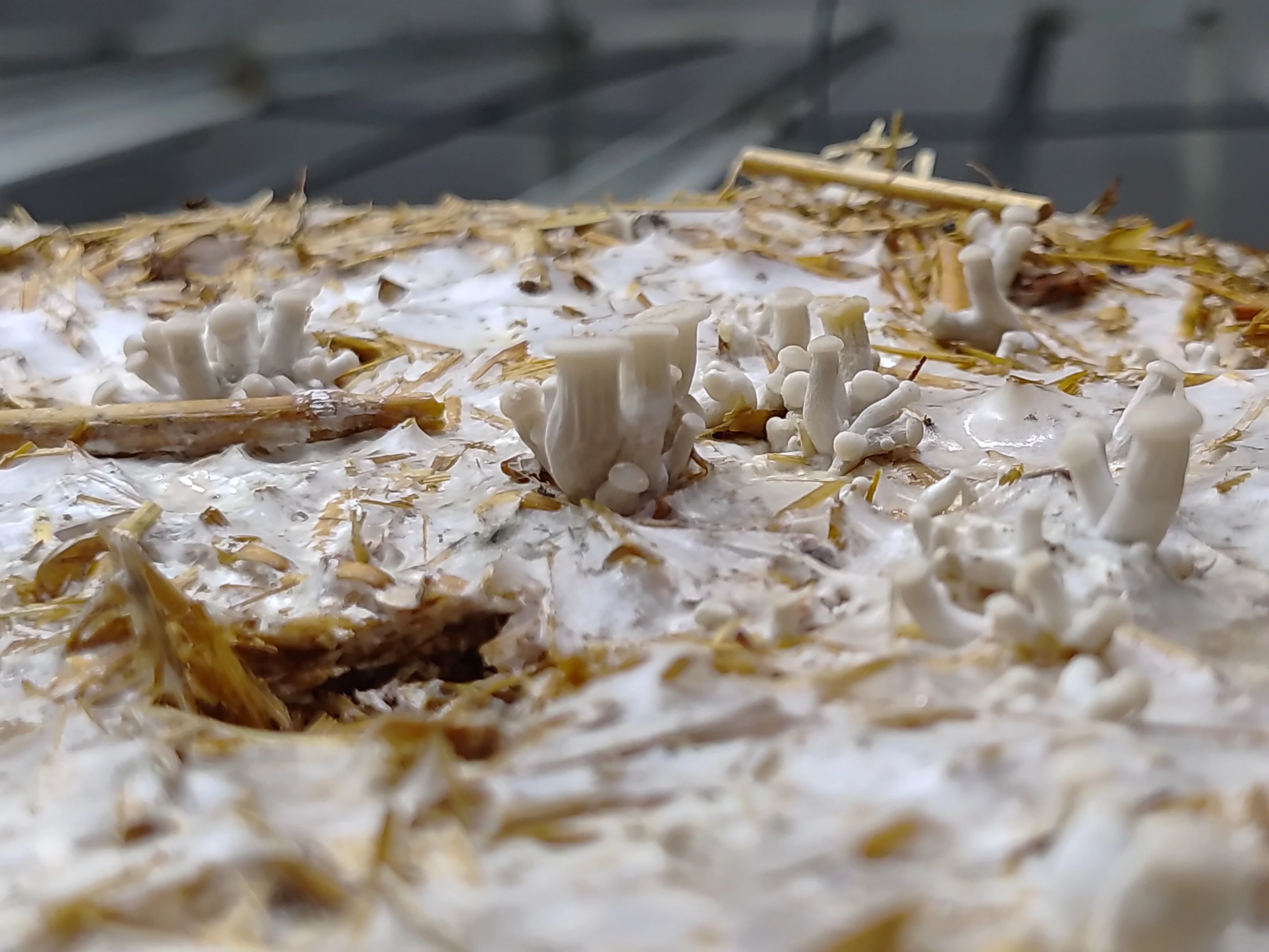 Pearl Oyster mushroom Culture Plate (Pleurotus ostreatus)