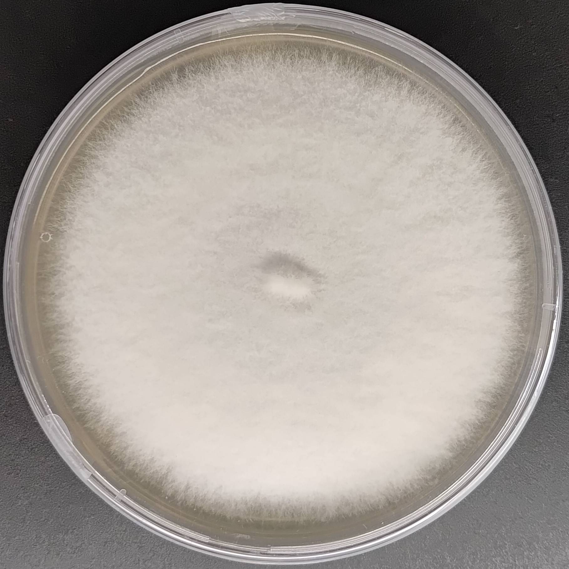 Trametes versicolor Turkey tail Pure Culture