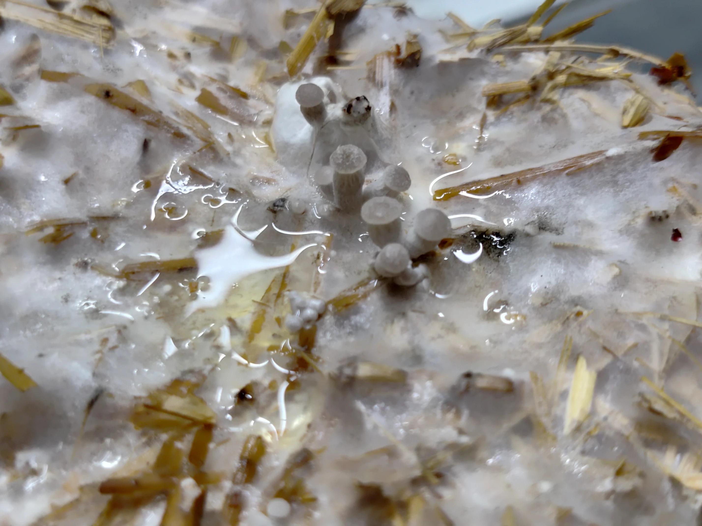 Pearl Oyster mushroom Culture Plate (Pleurotus ostreatus)