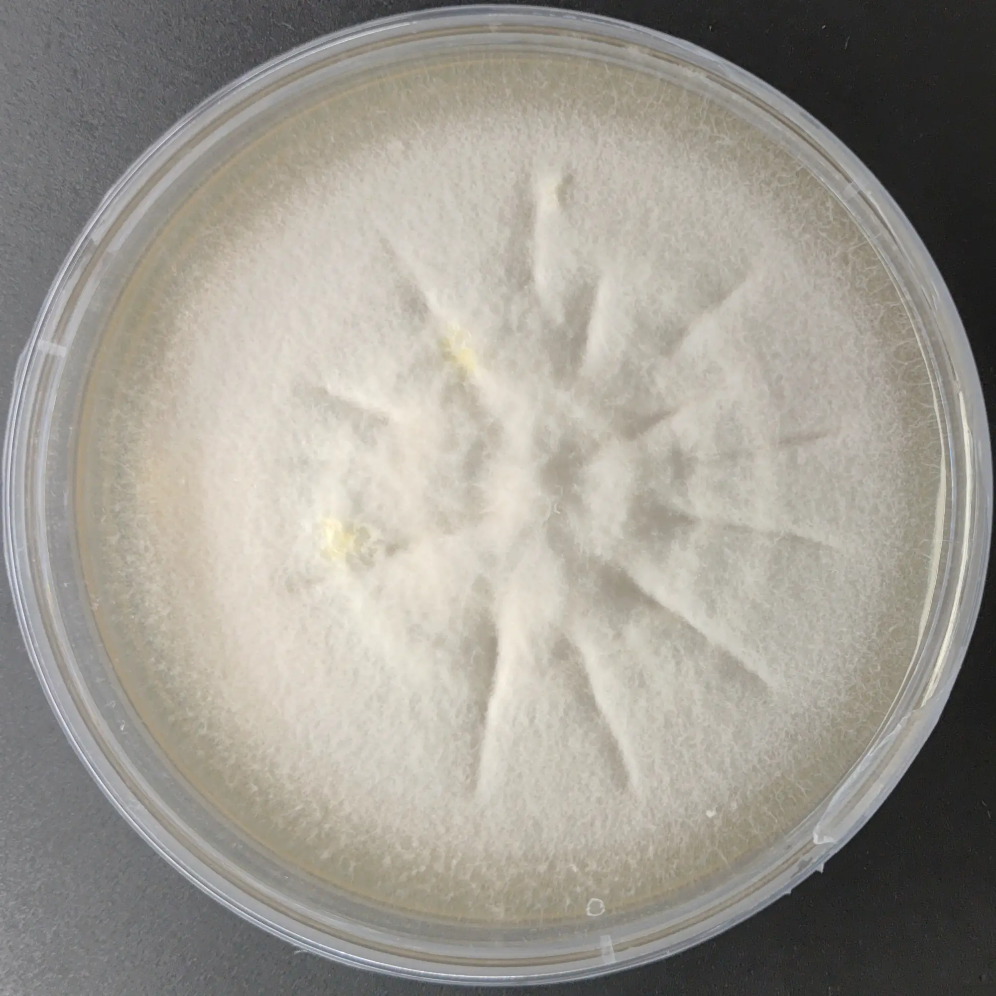 F115 Langermannia gigentea.webp