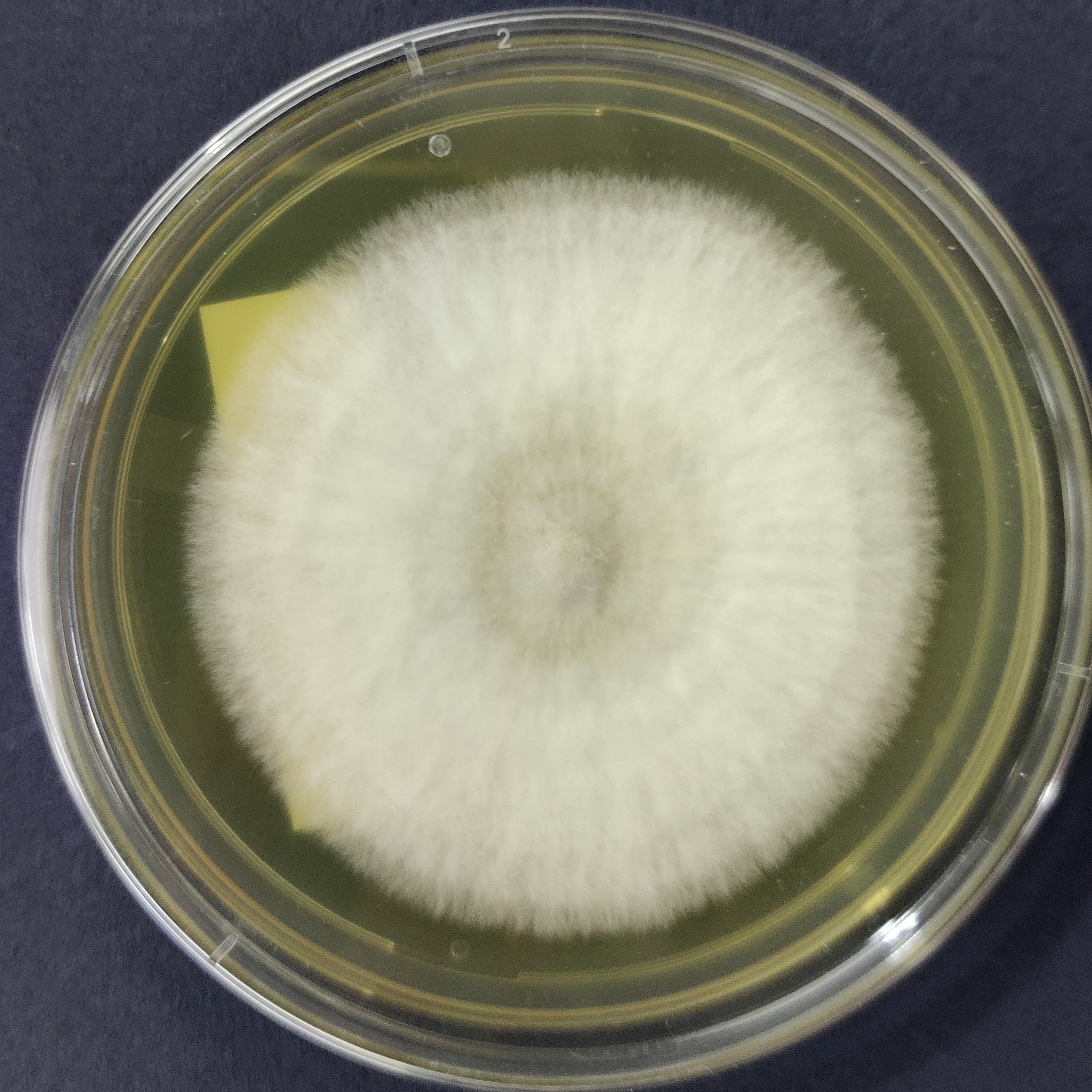 Shiitake Mushroom Pure Culture Plate (Lentinula edodes)