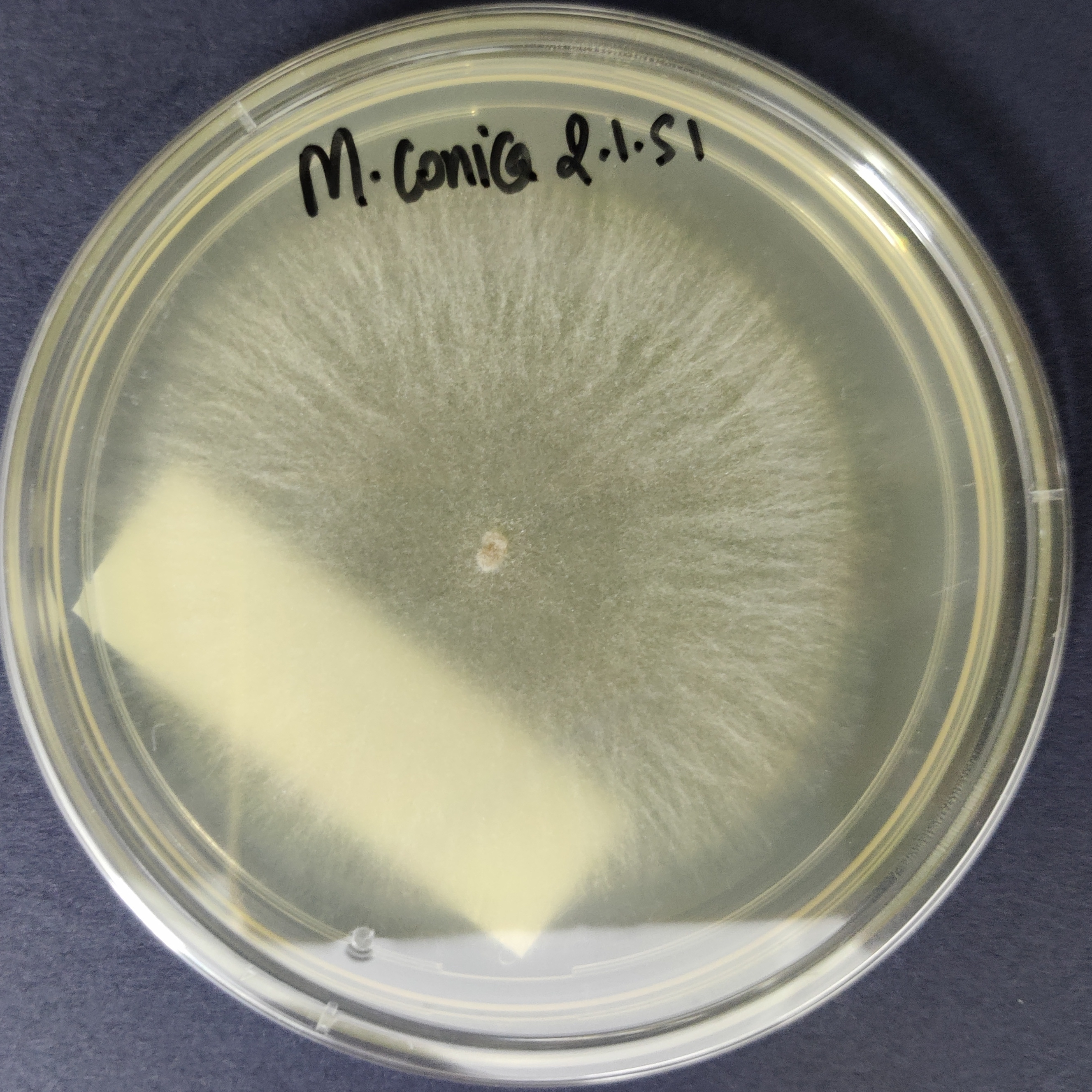 Morel Mushroom Culture Plate (Morchella conica)