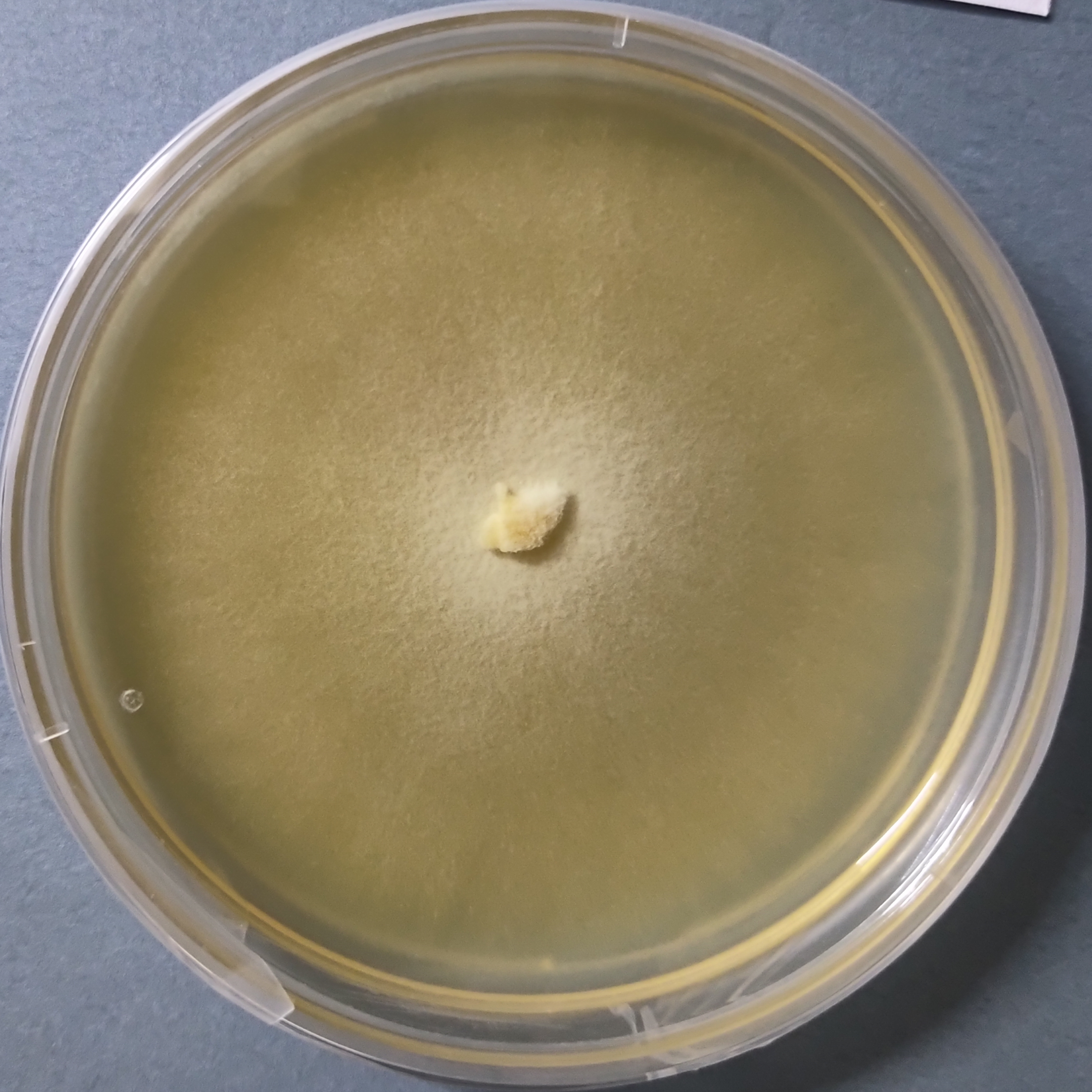 Pholiota nameko Pure Culture (Nameko Mushroom)