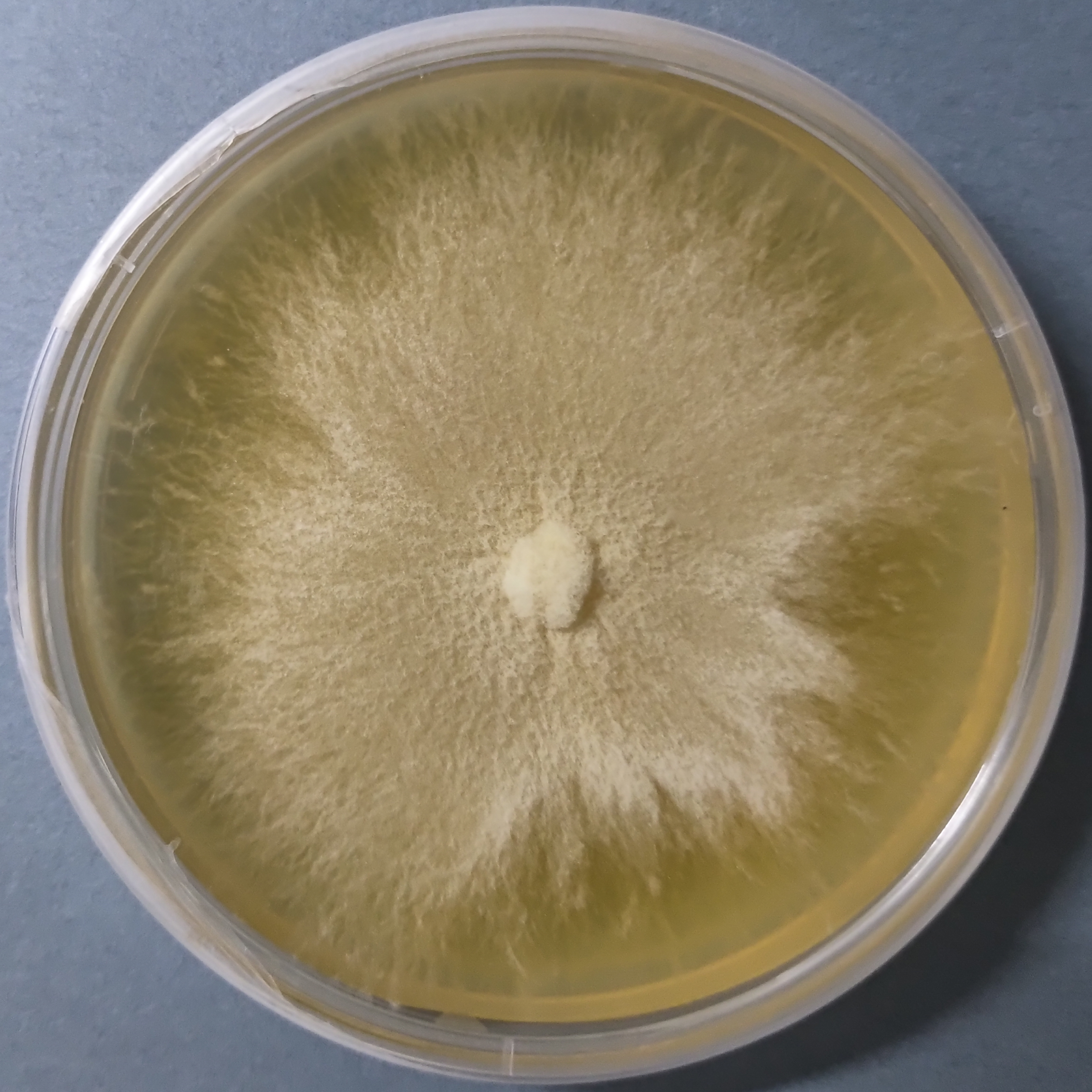 Sakura Oyster Mushroom Culture (Pleurotus djamor)