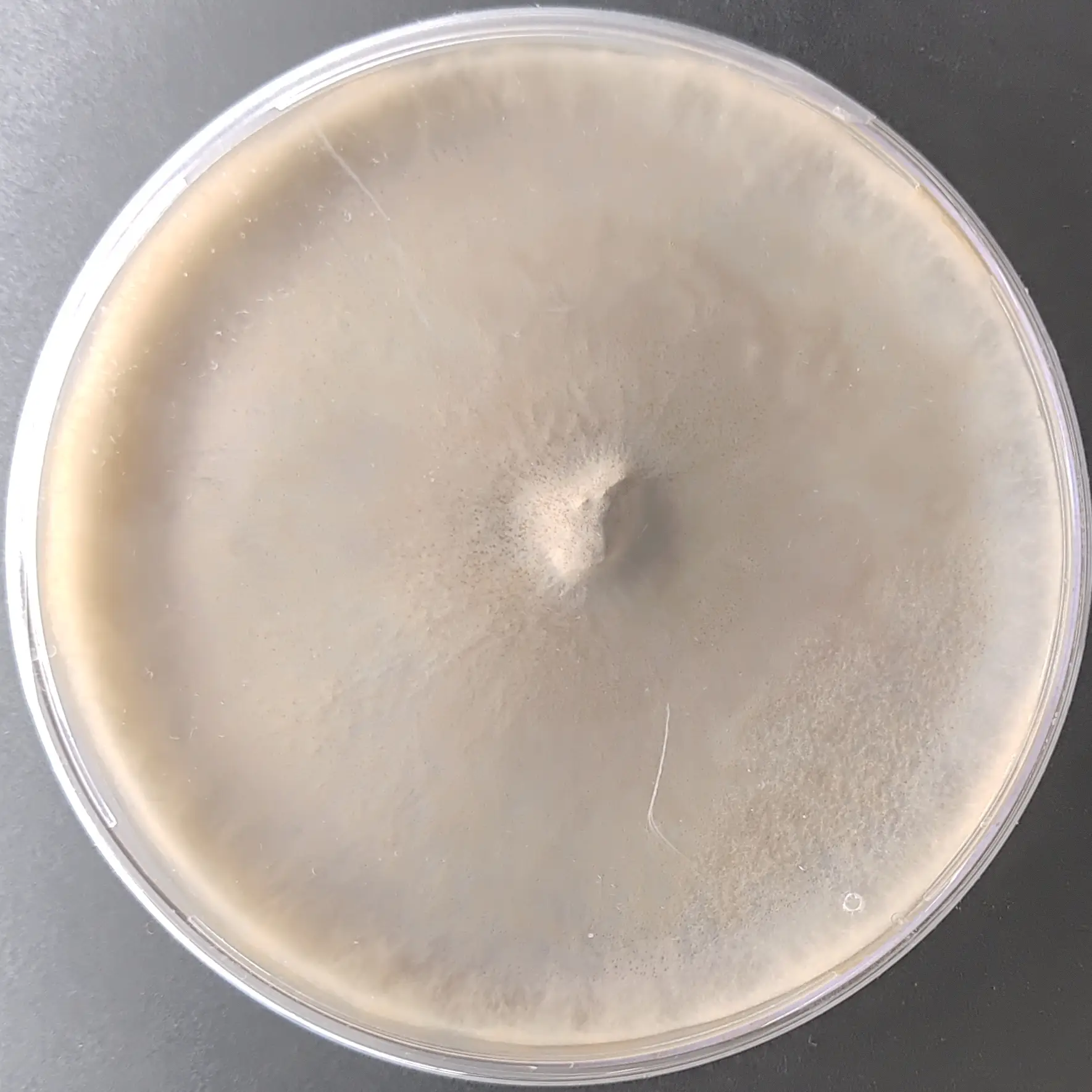 F74 Auricularia polytricha 20251223.webp