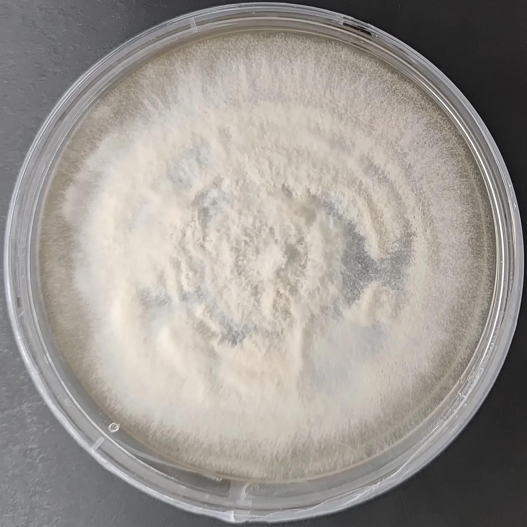 F90 Lignosus rhinocerus.webp