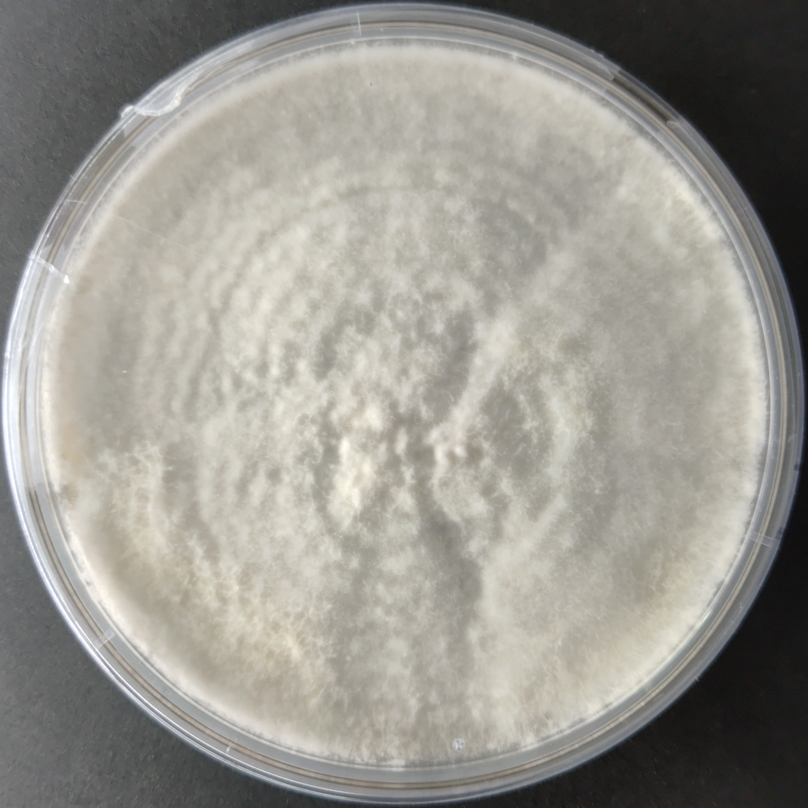 Pleurotus eunosmus (Tarragon oyster)- Pure Culture plate